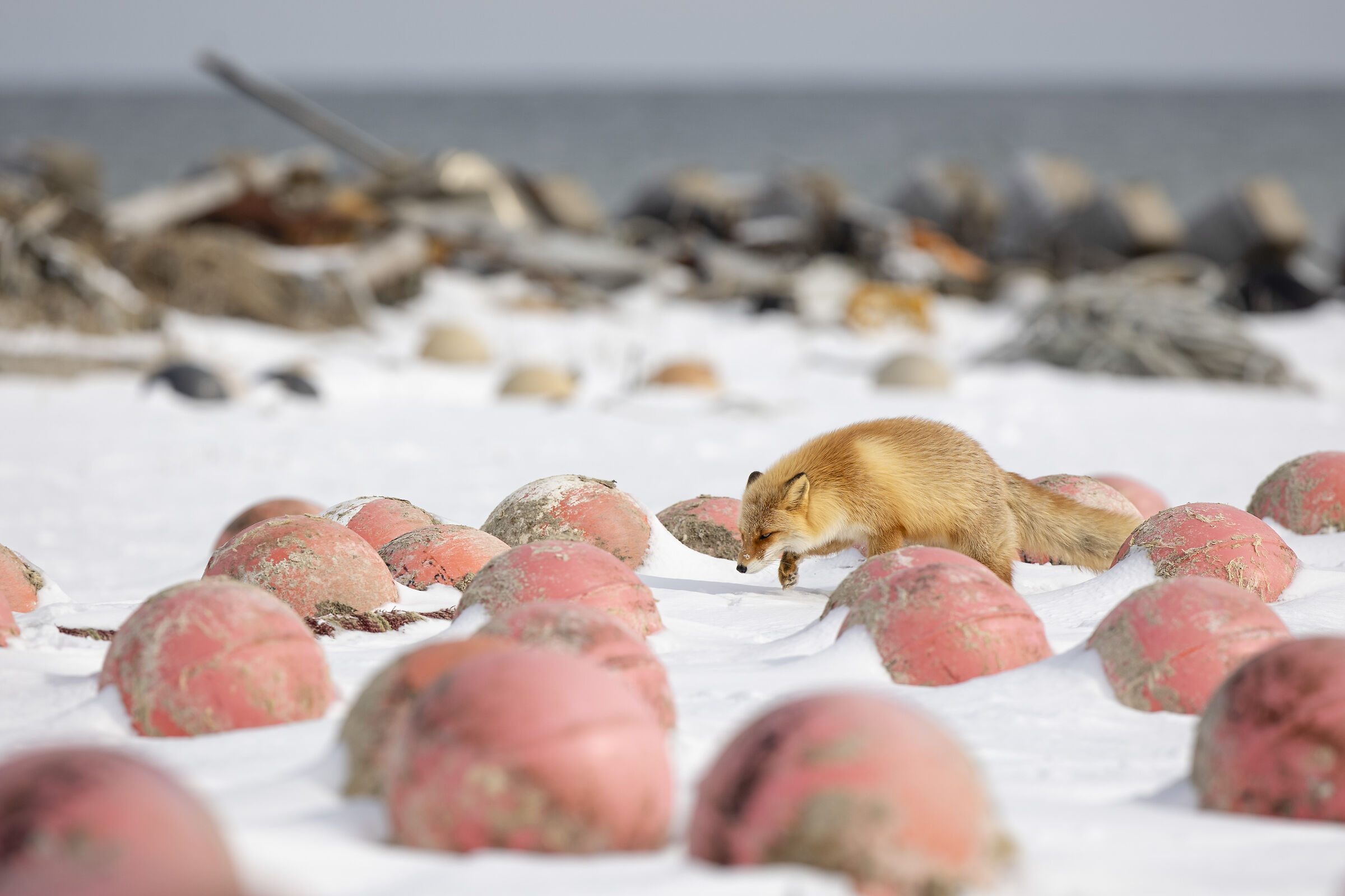 2025 Inverno, Giappone Selvaggio