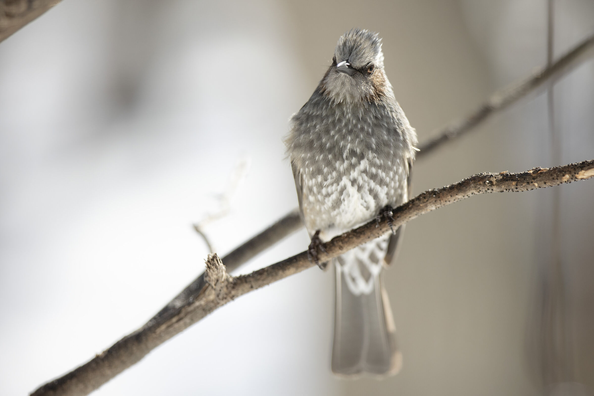 2025 Inverno, Giappone Selvaggio