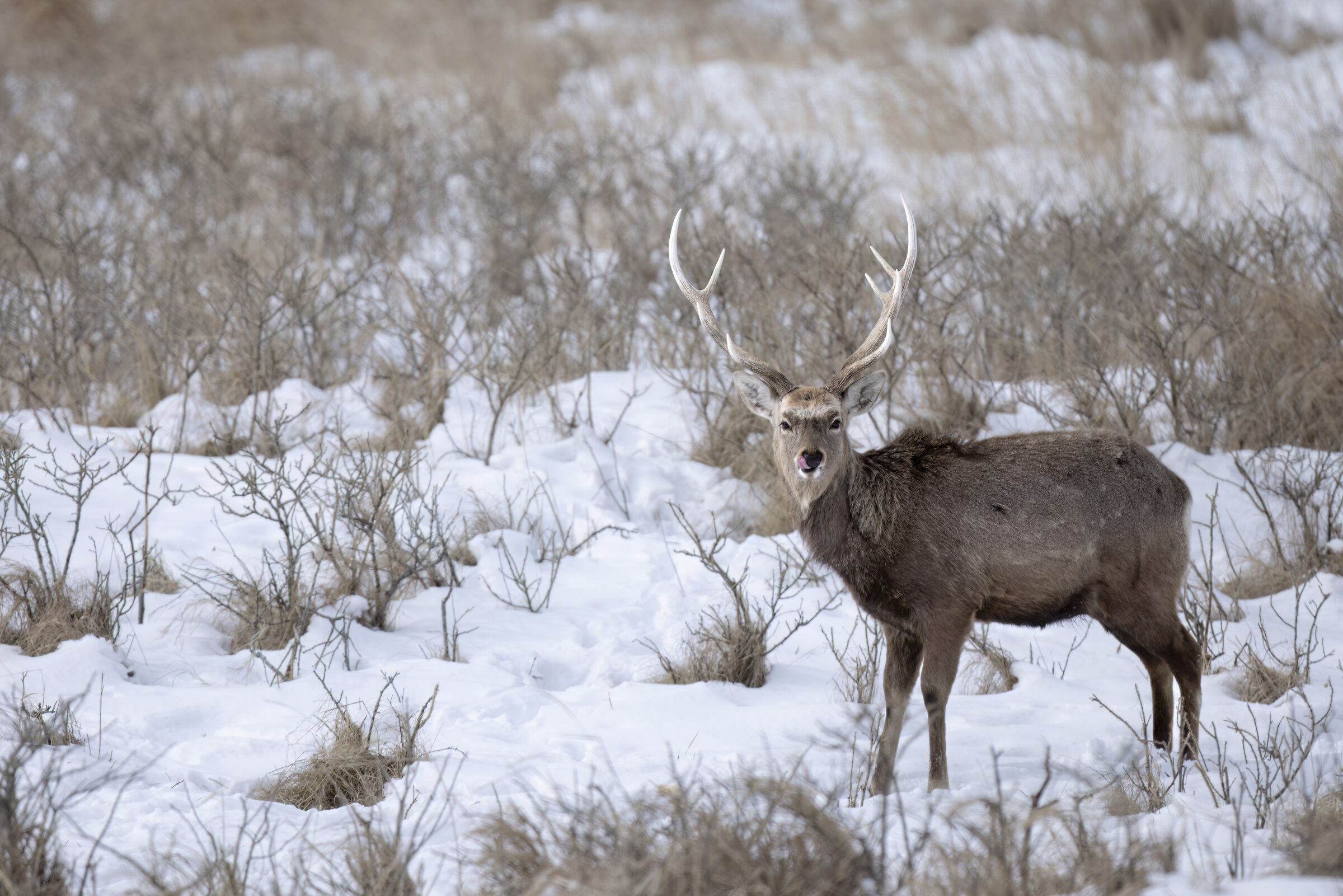 2025 Winter, Hokkai Nature