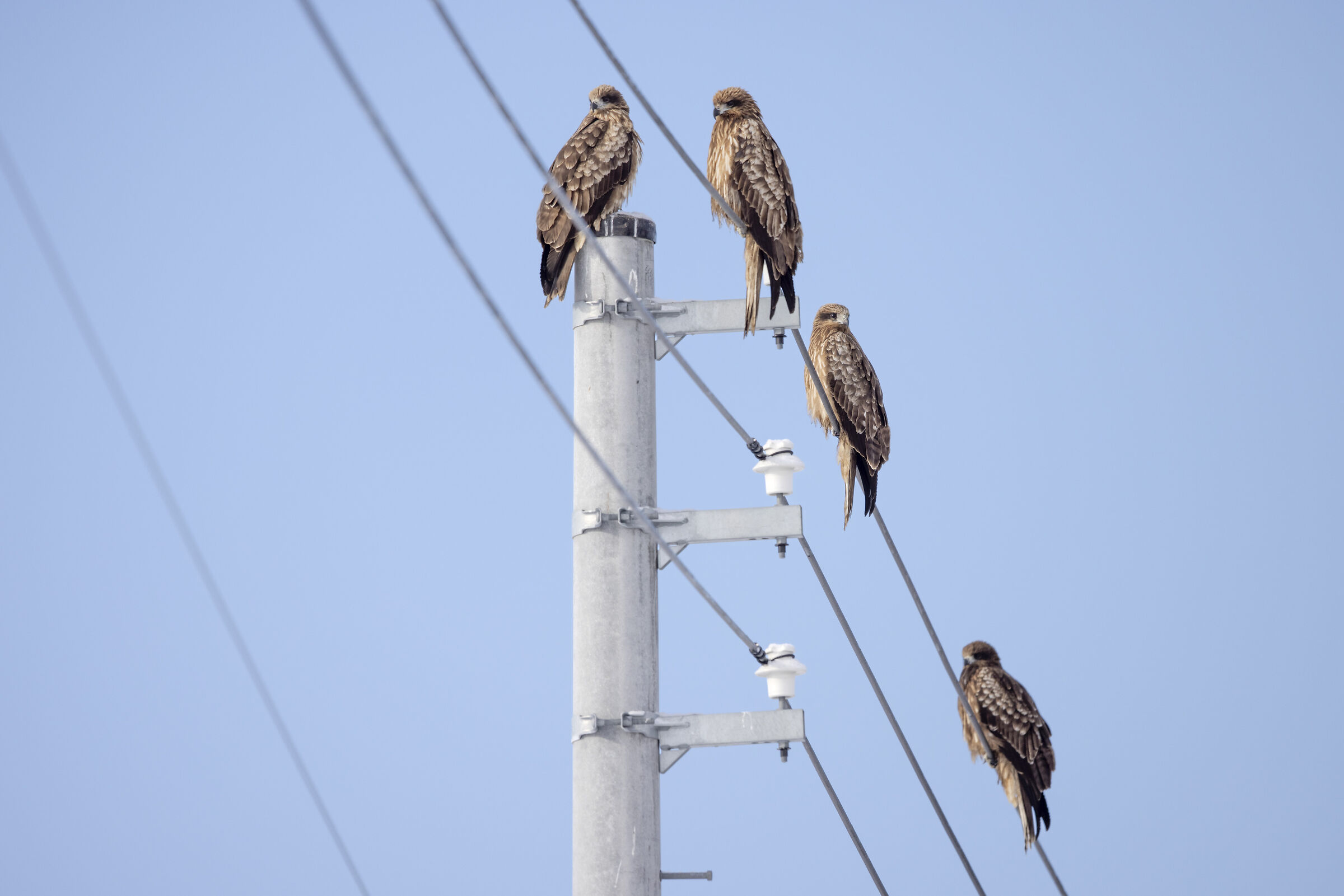 2025 Winter, Hokkai Nature