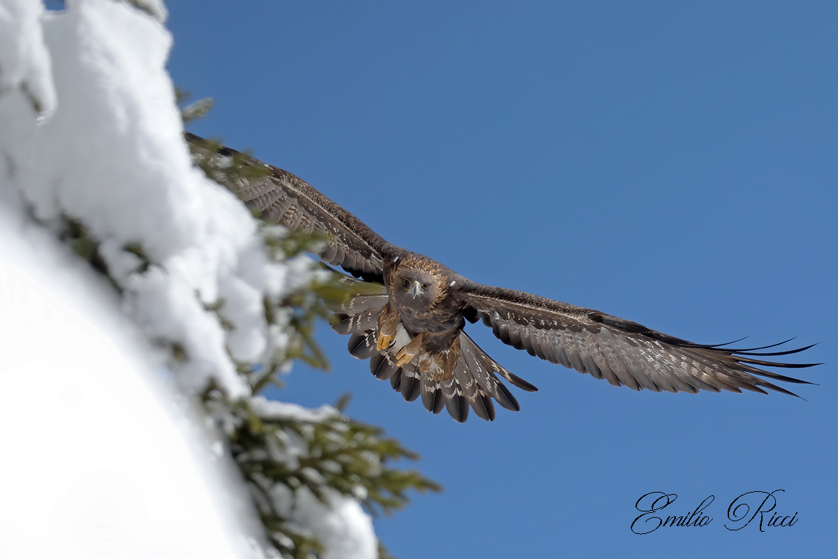 Aquila reale Alpi Italiane