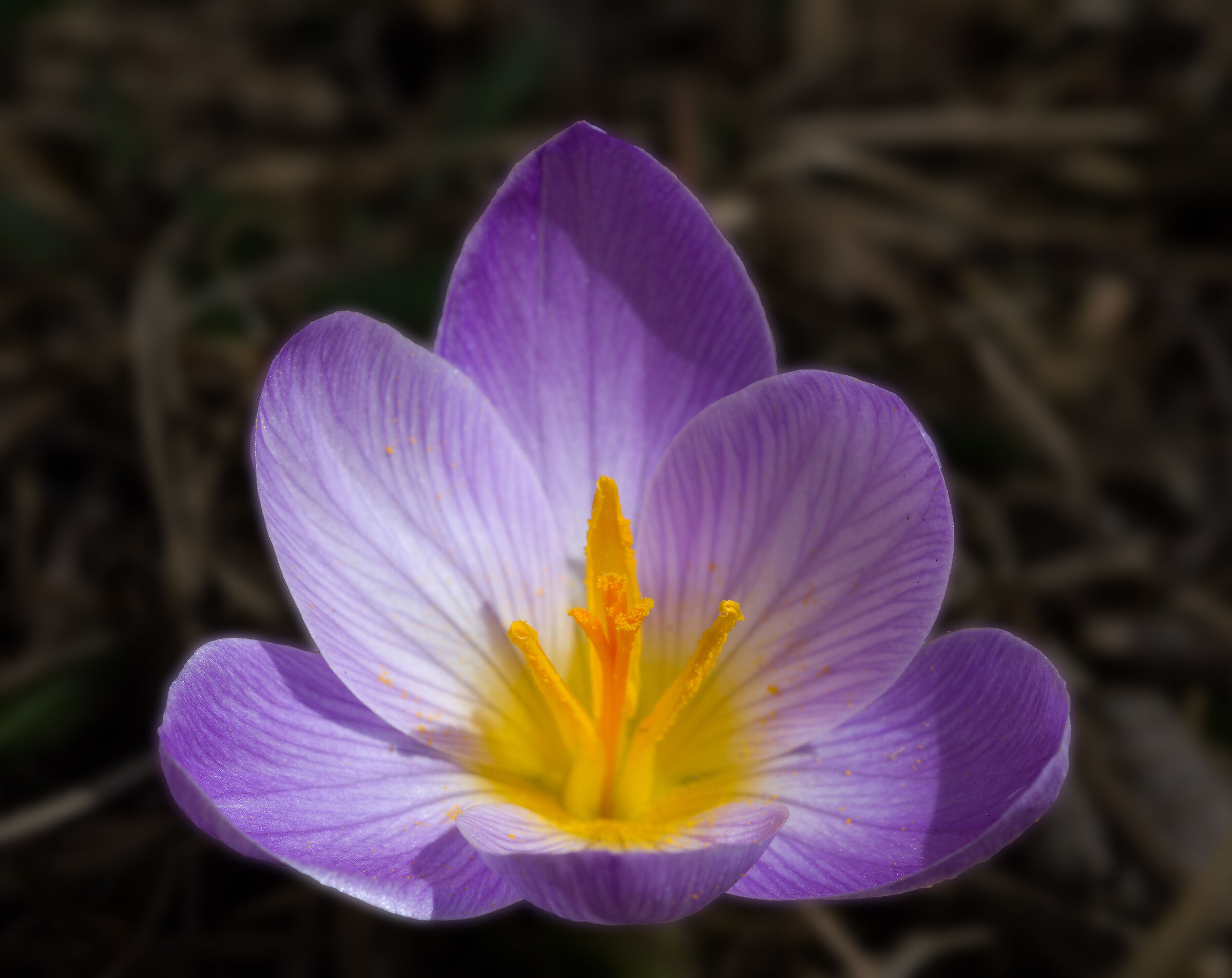 Uno scrigno pieno d'oro...