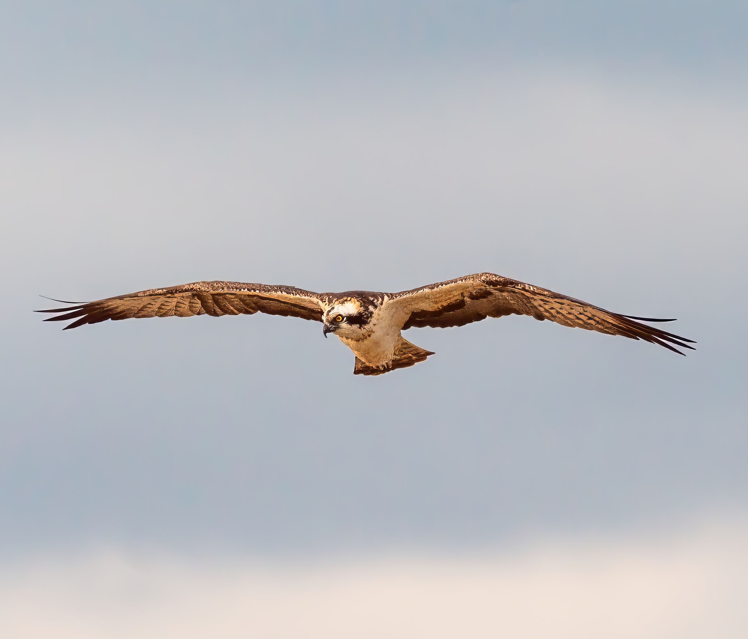 osprey
