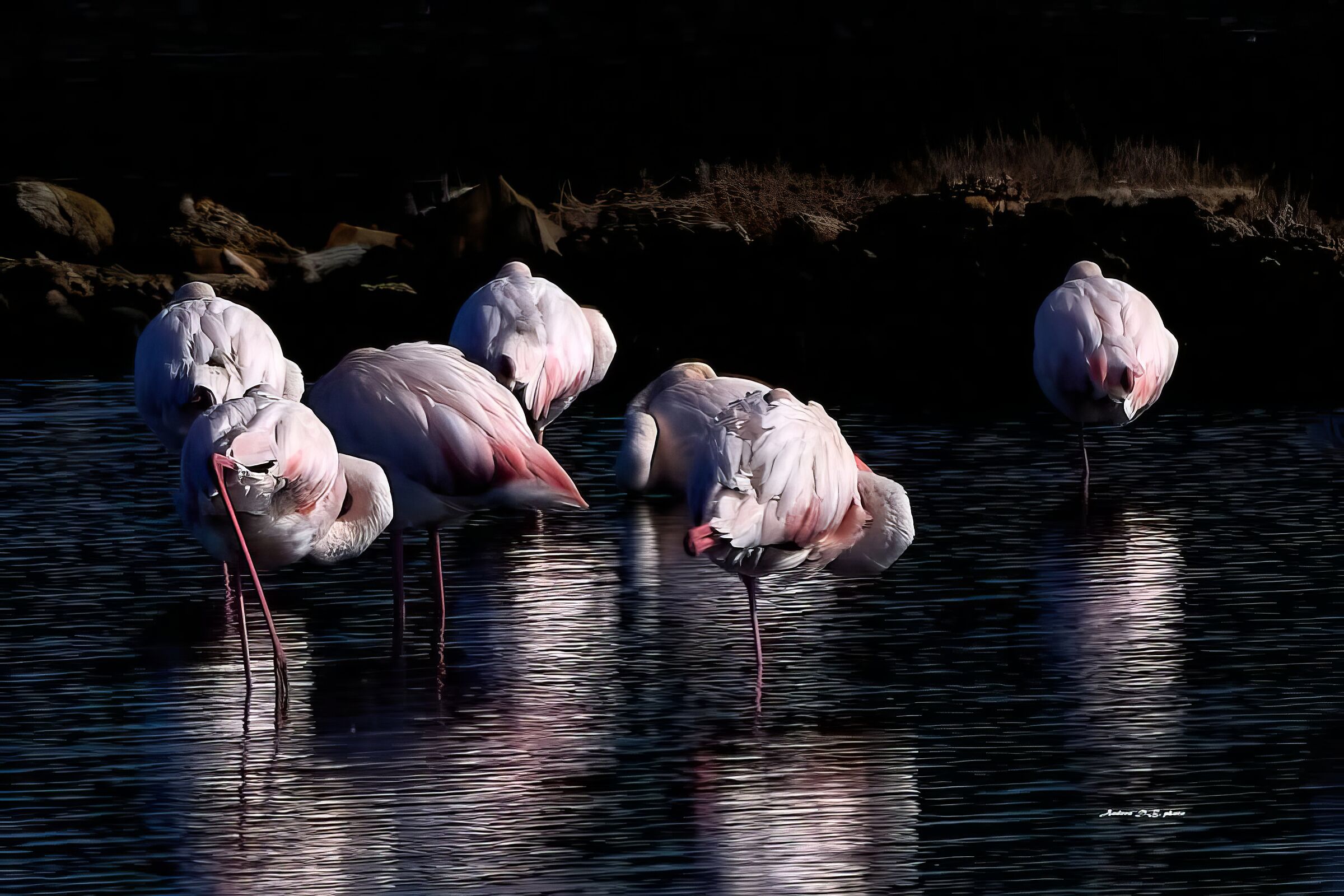 Fenicotteri all'alba