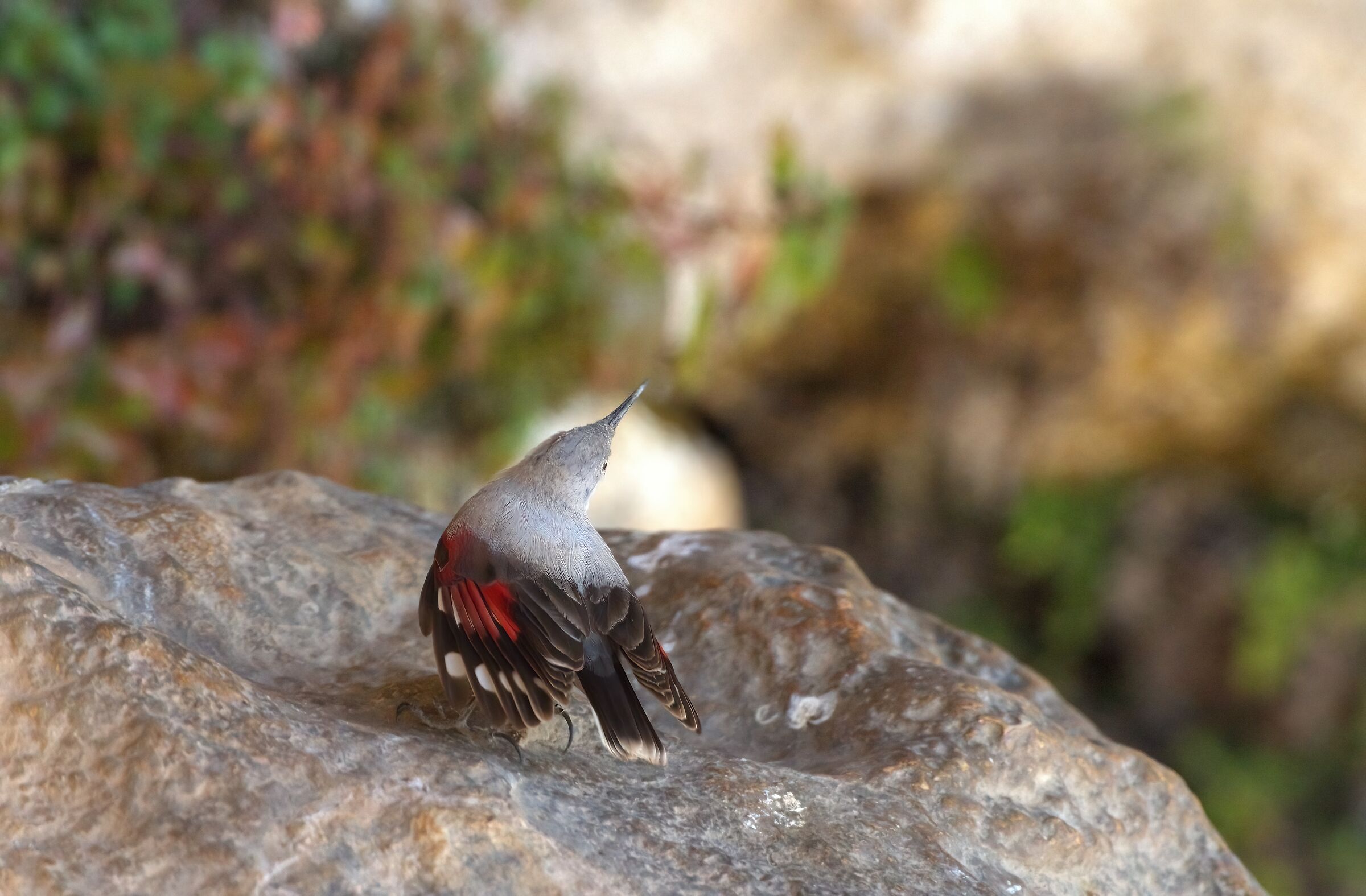 Wallcreeper/wall tychodroma