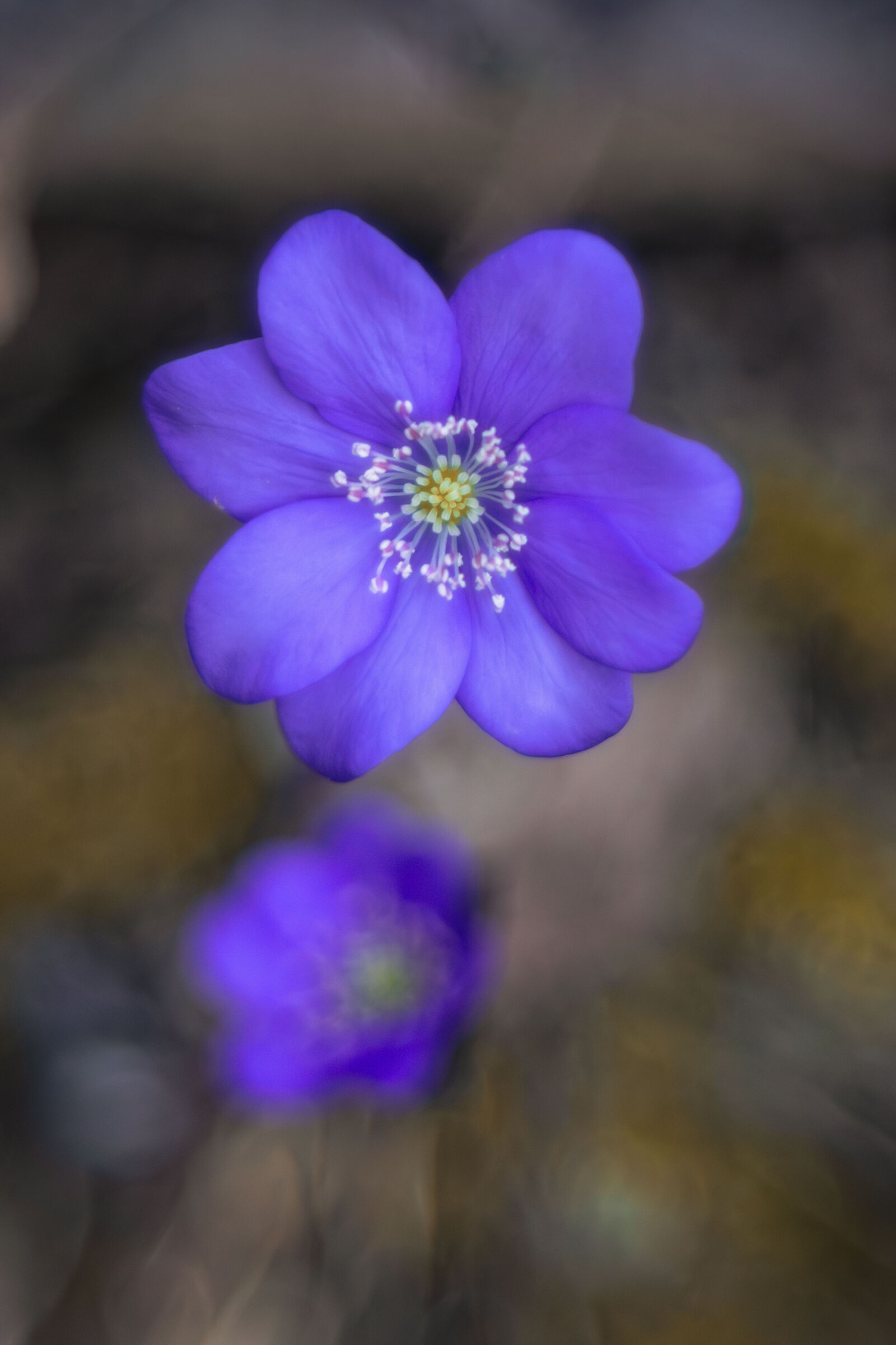 Hepatica nobilis