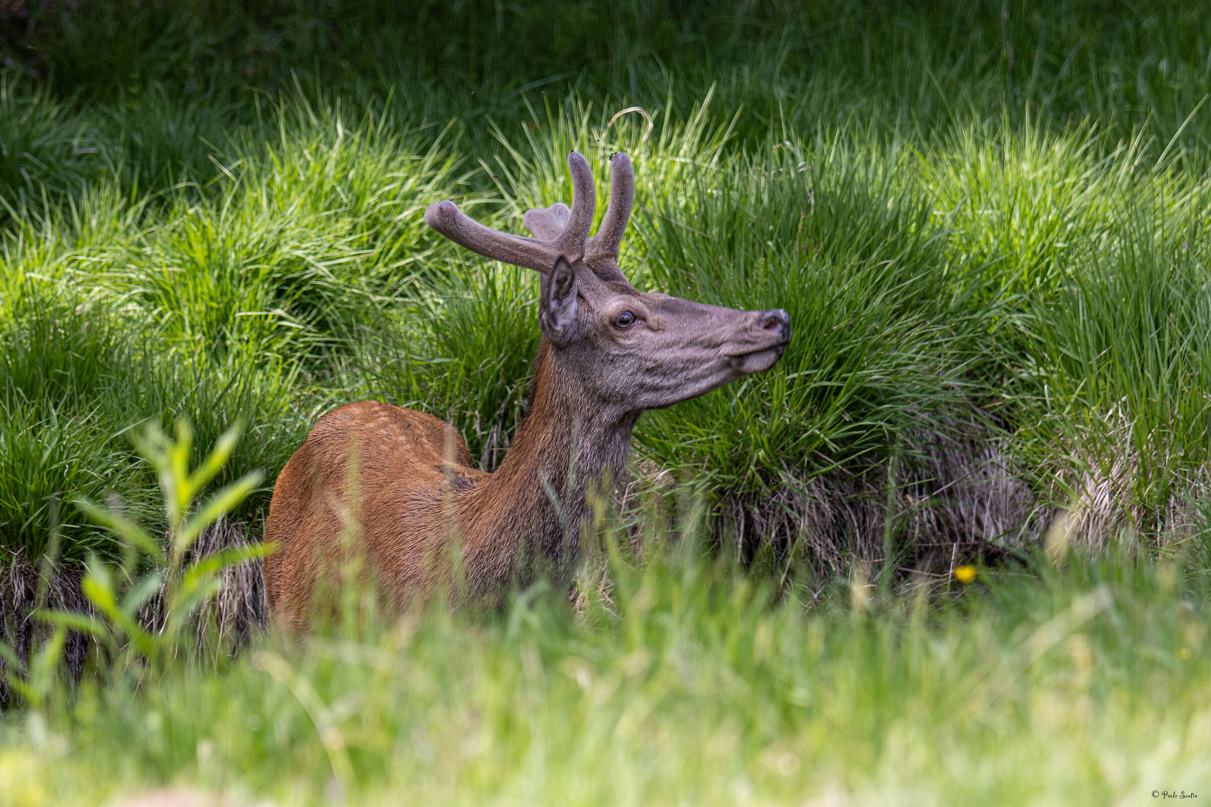 Red deer in June