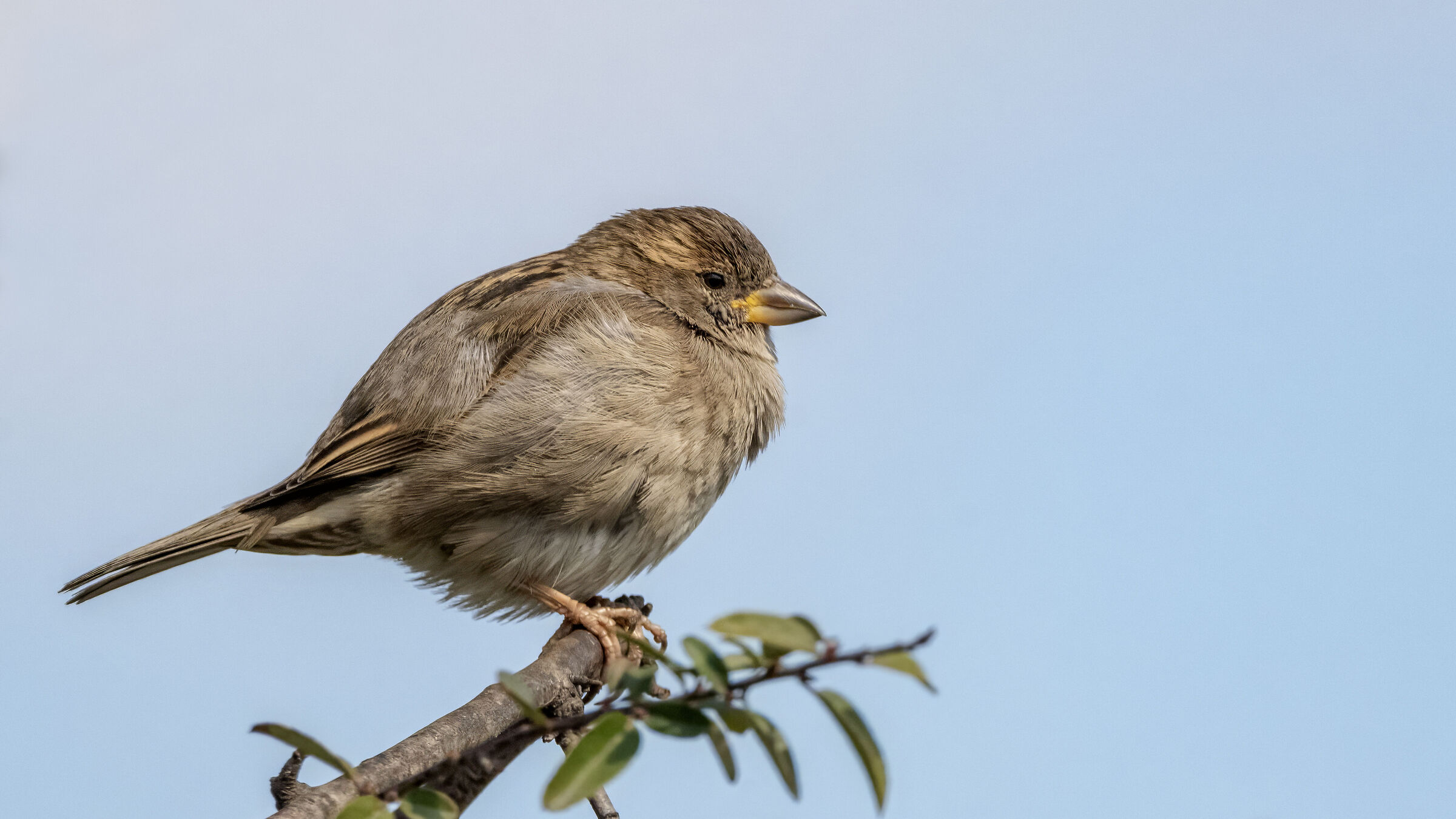 Passer domesticus