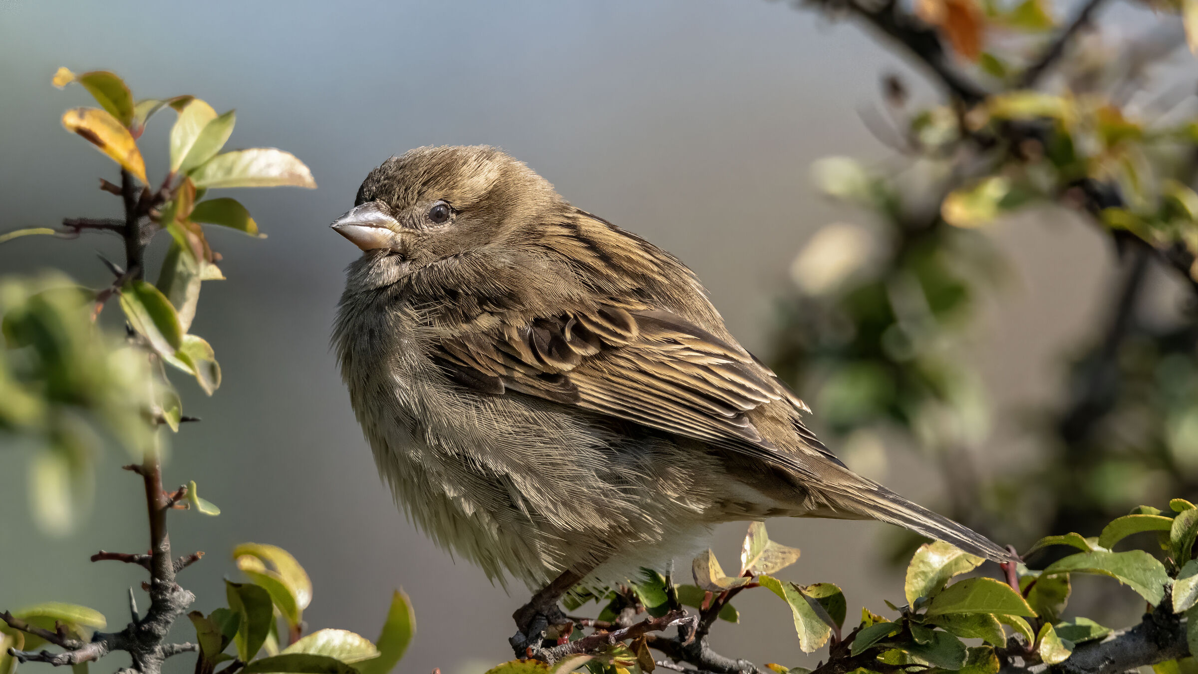 Passer domesticus