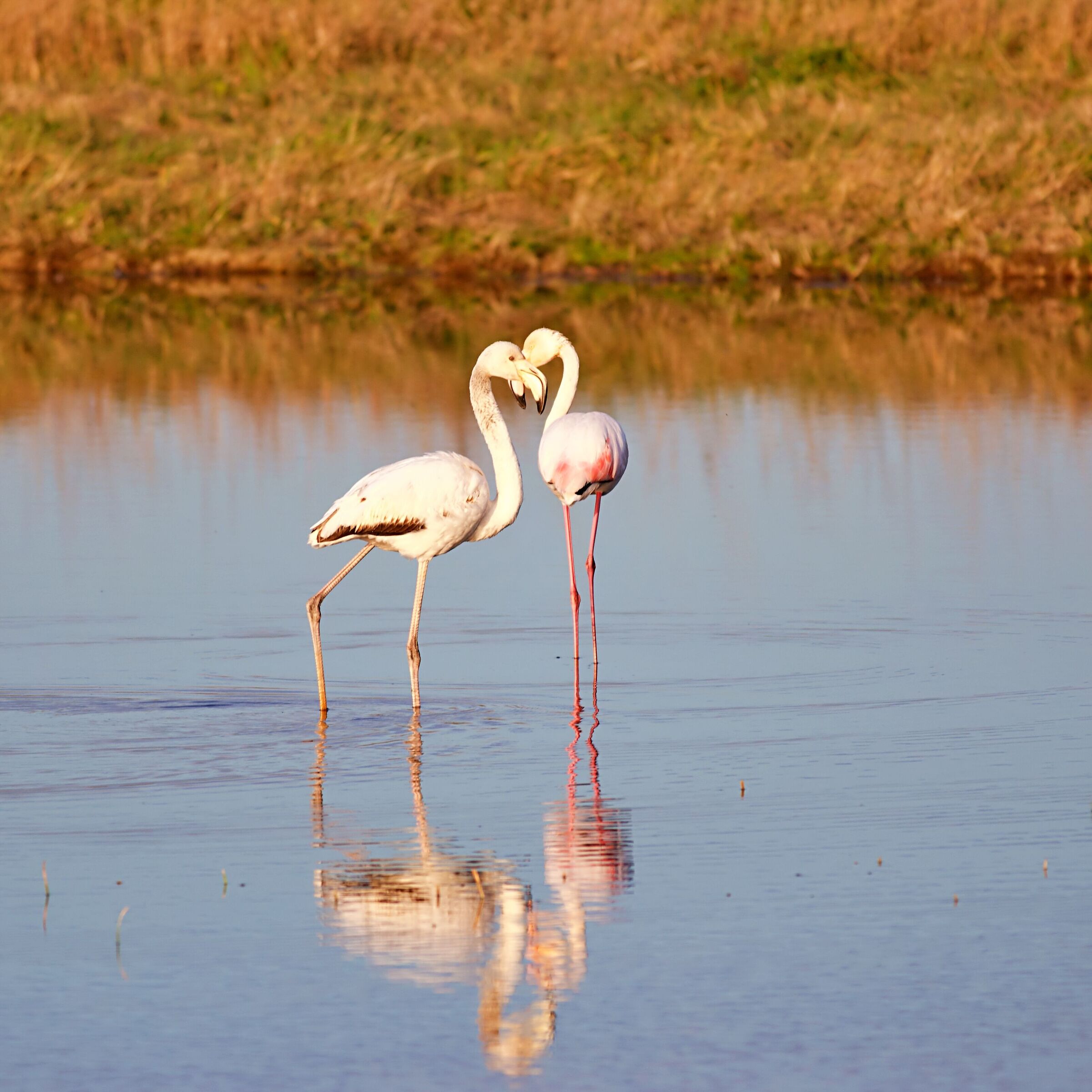 Giovane fenicottero con mamma