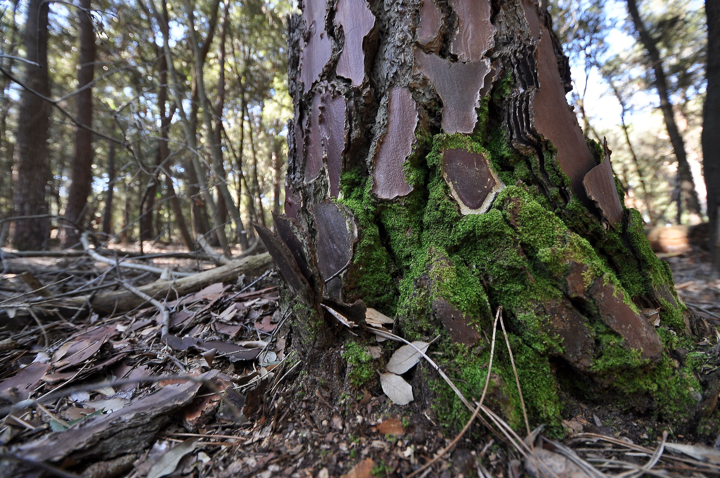 Forme e colori nel bosco