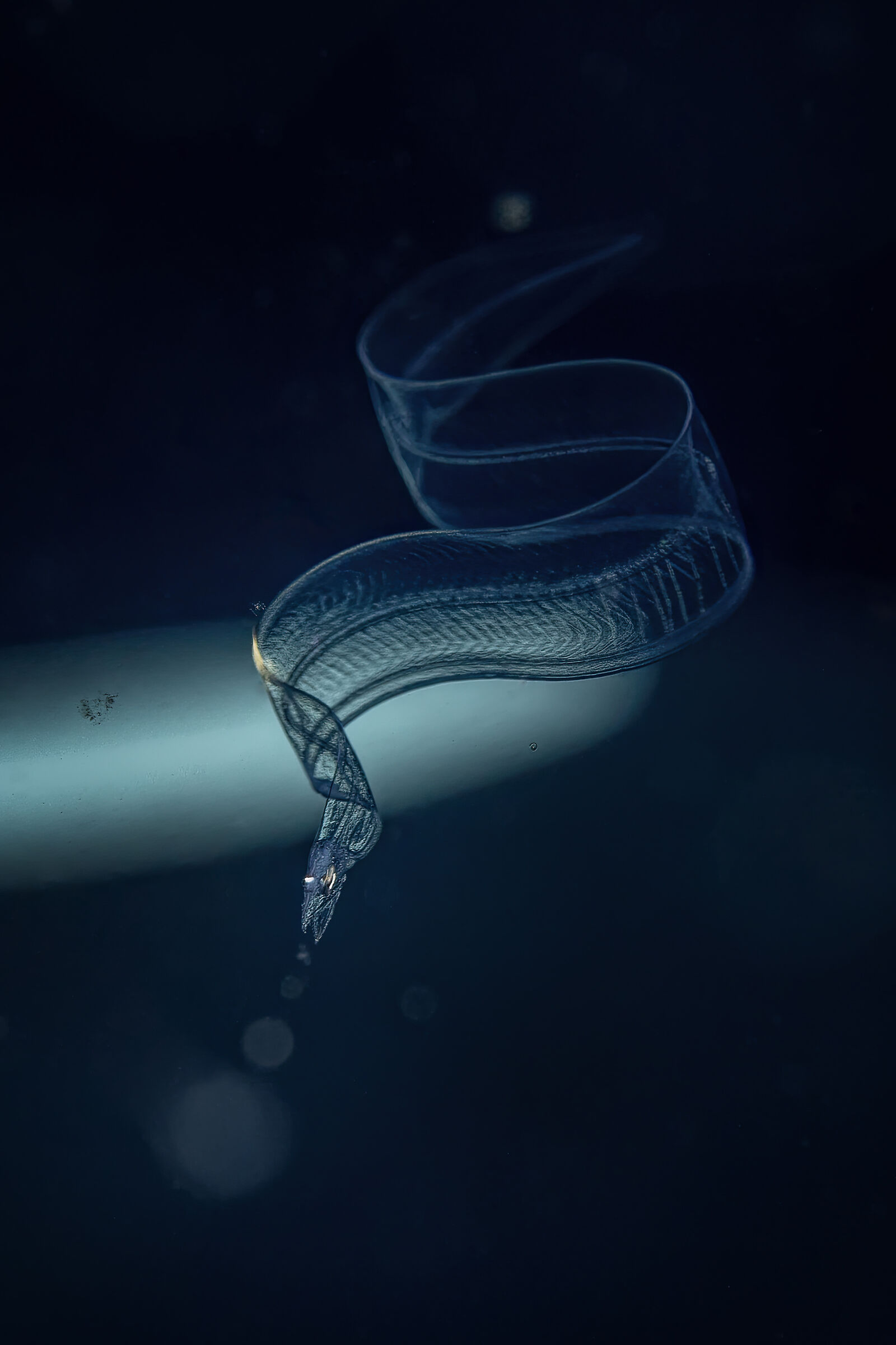 Snake Eel in Larval Stage