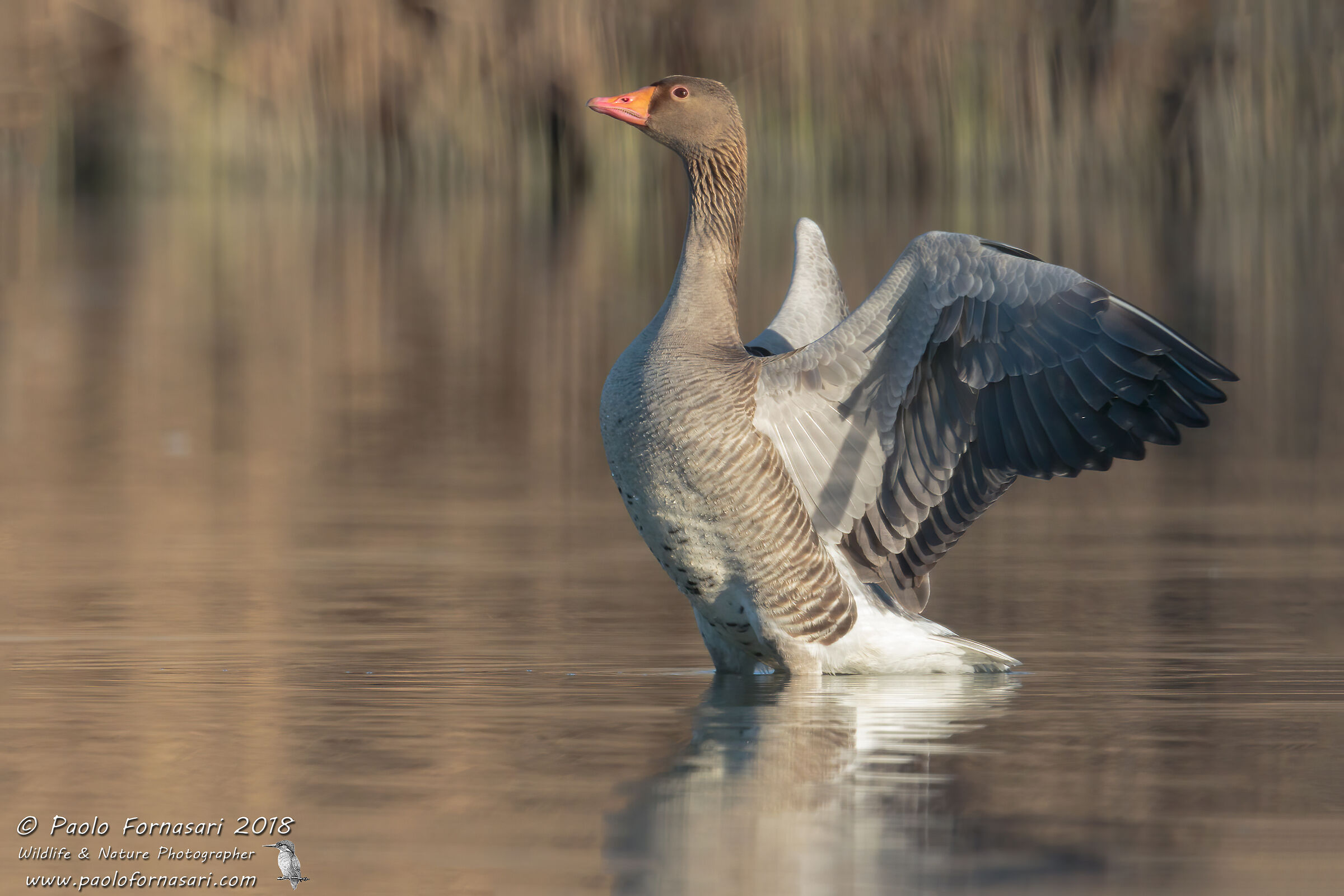 Wild goose (Anser anser)