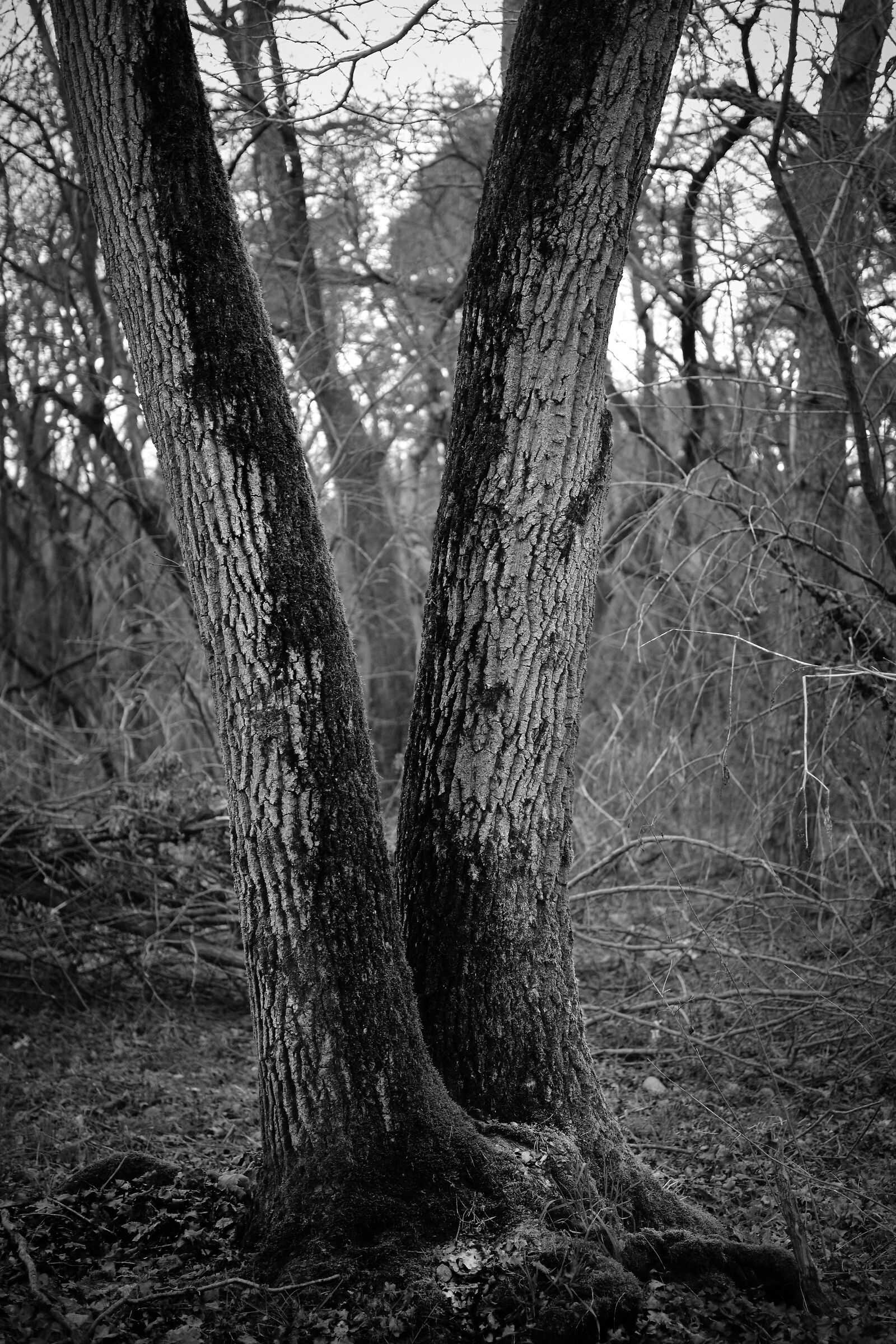 Untitled Photo
