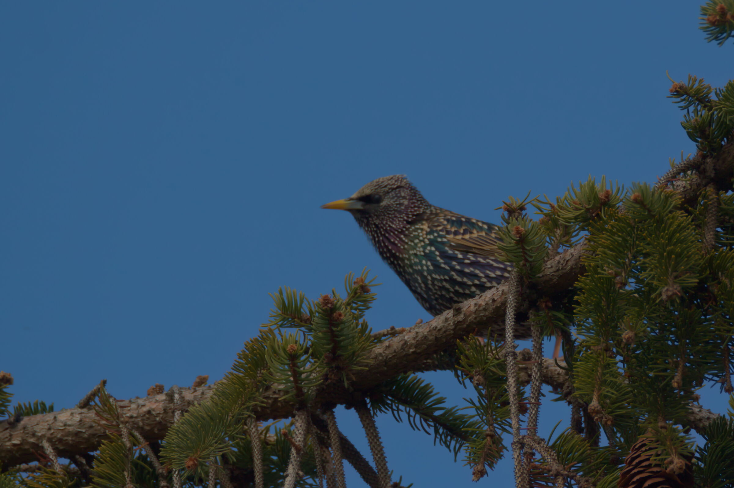 Starling