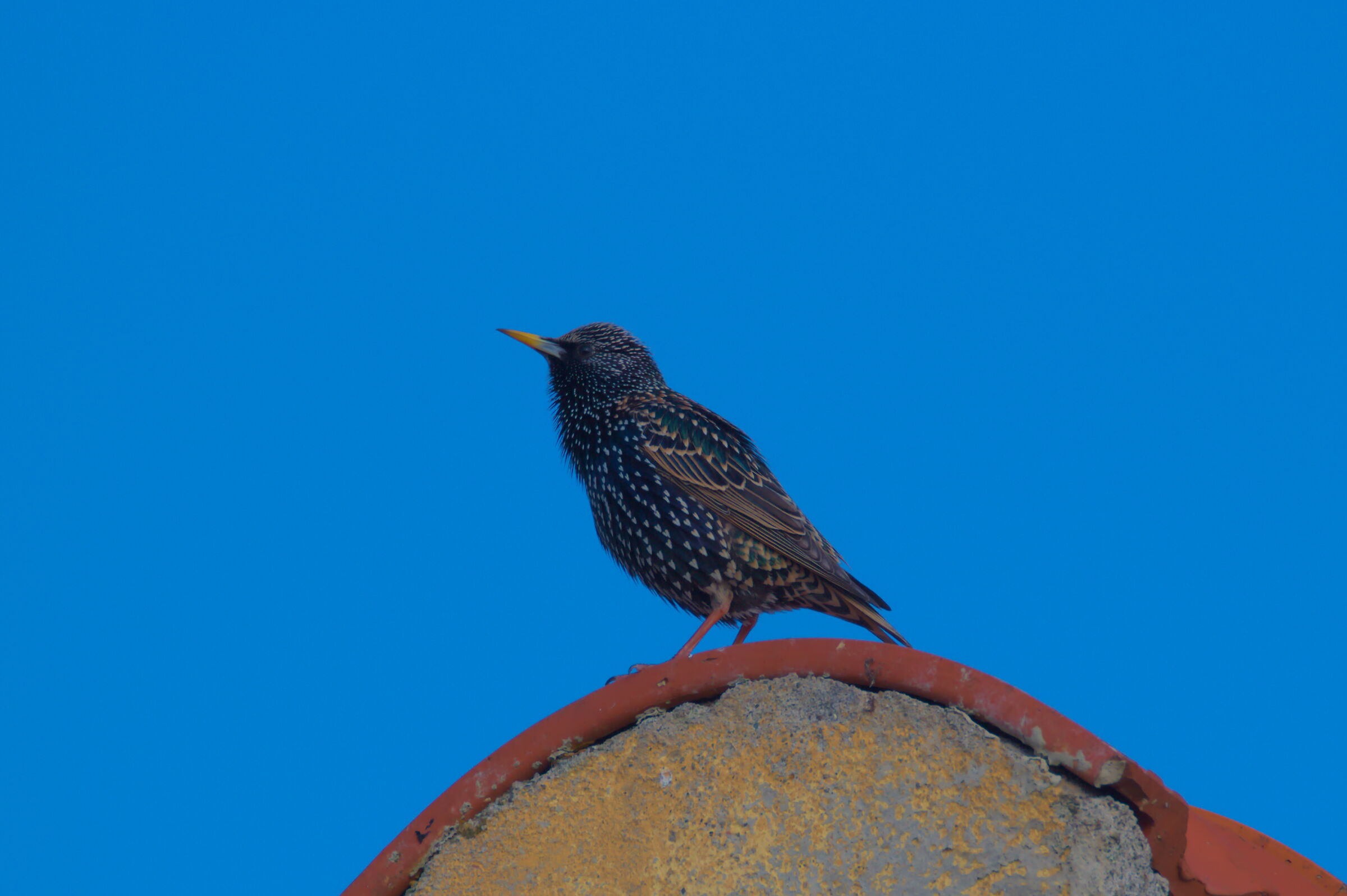 Starling