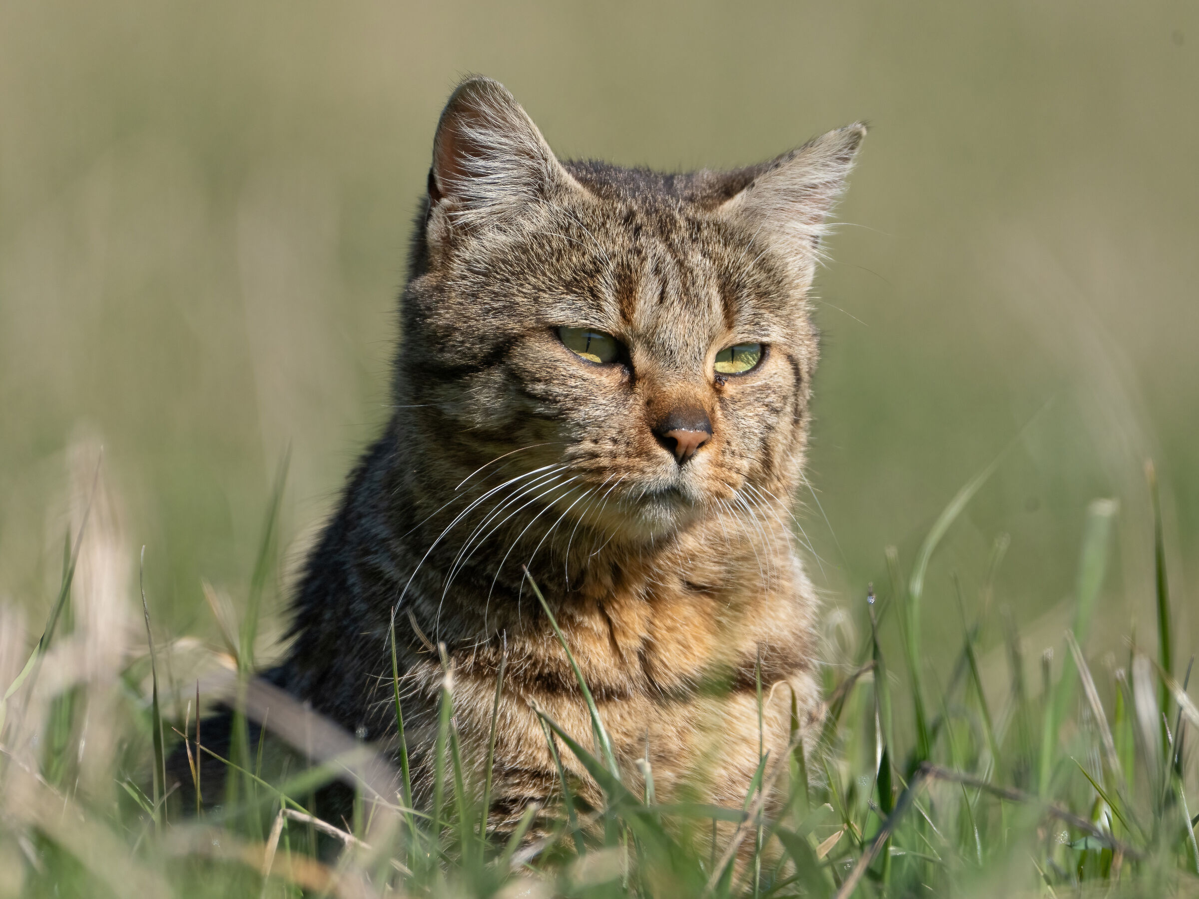 Lurking in the grass