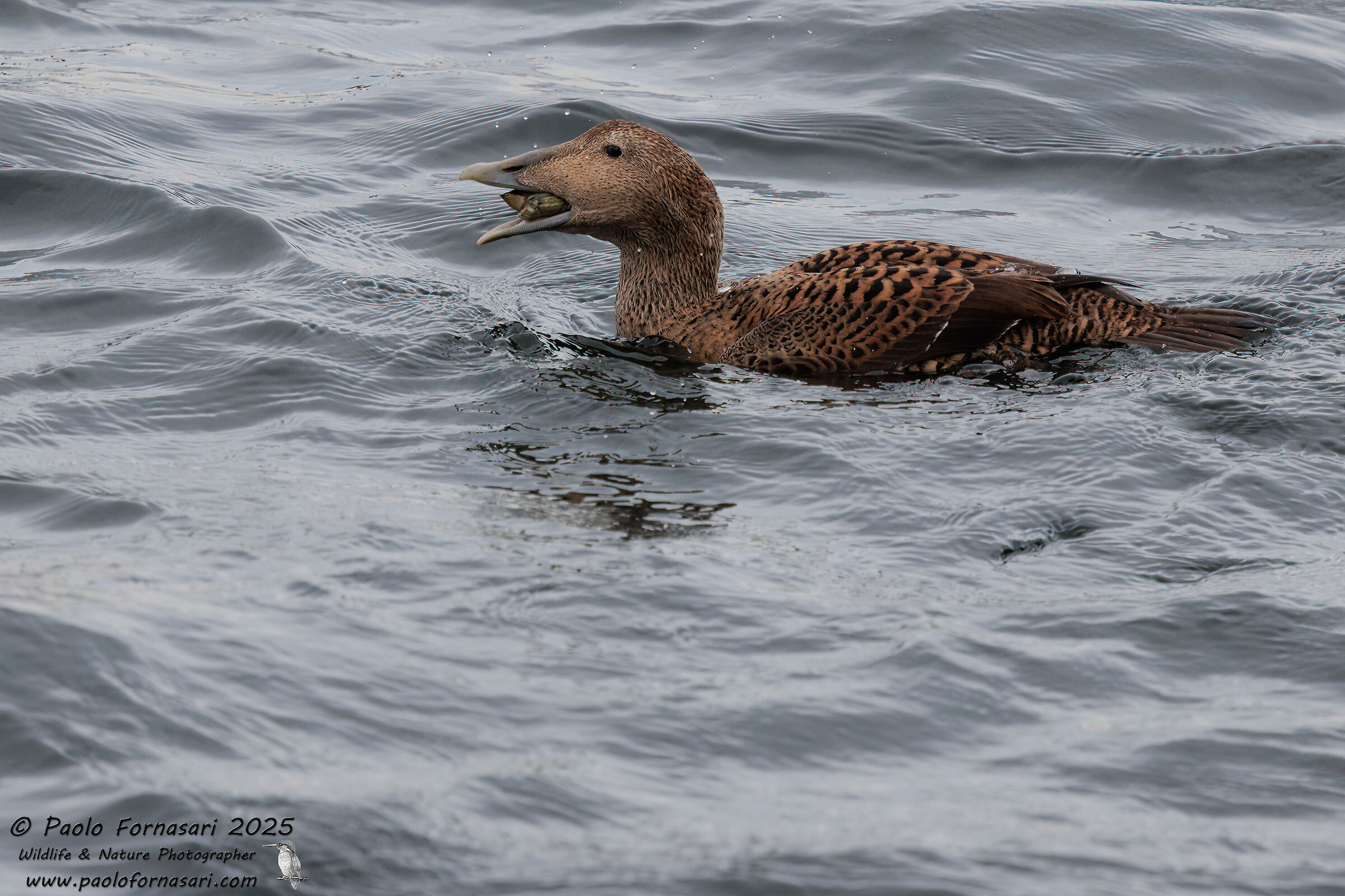 Eider (? Somateria mollissima)