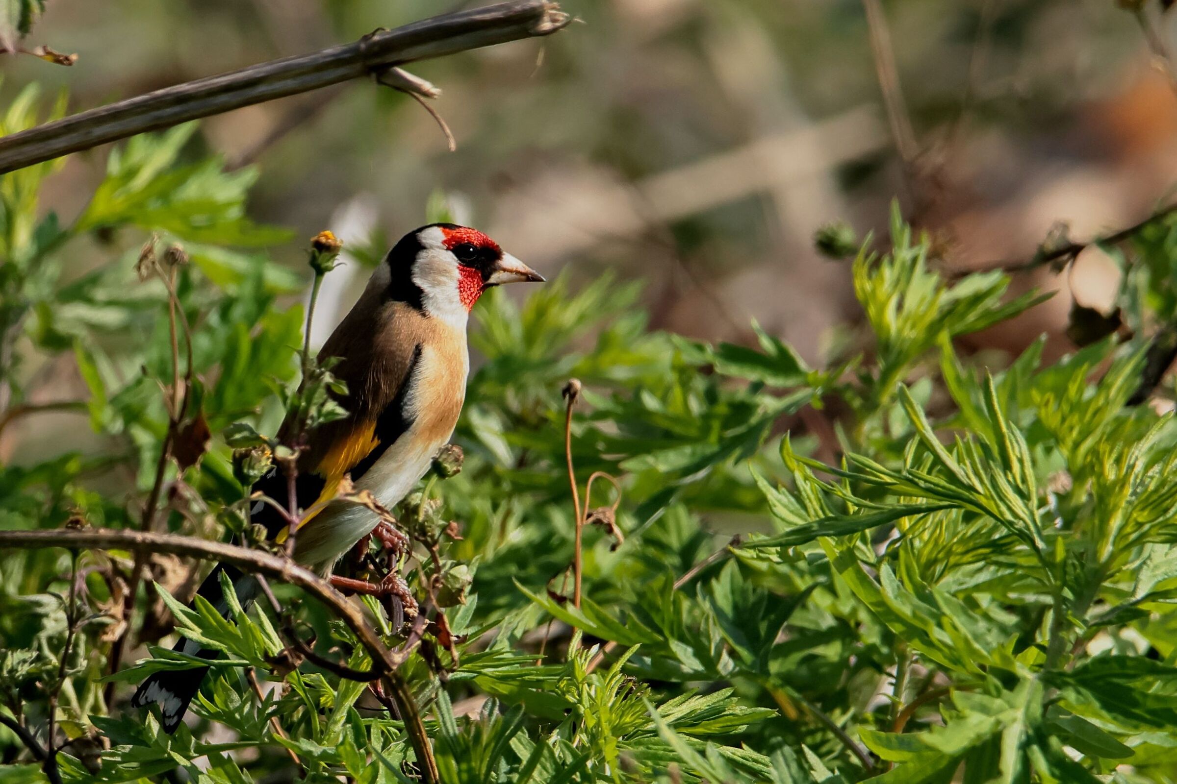 Cardellino (Carduelis Carduelis)