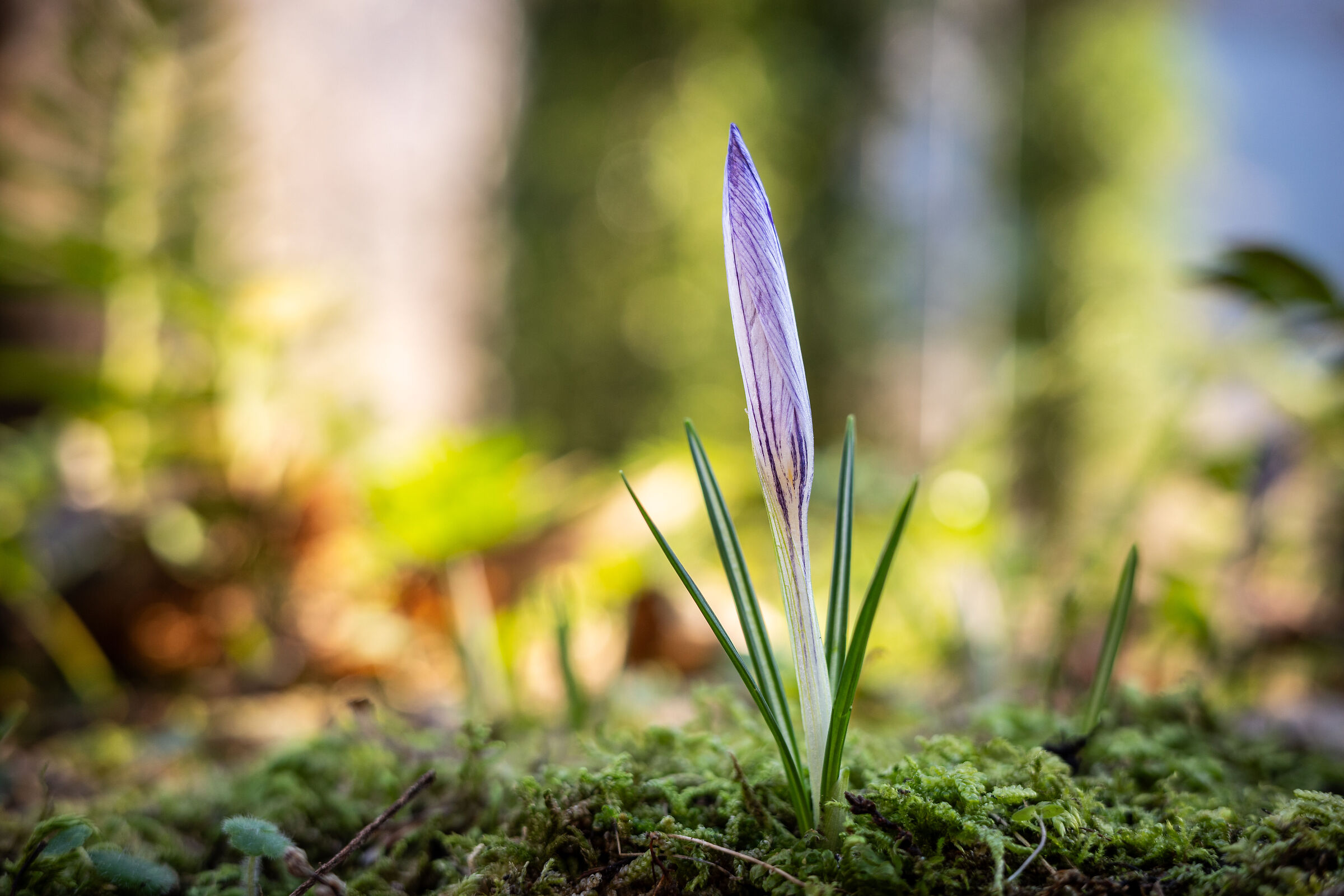 Spring