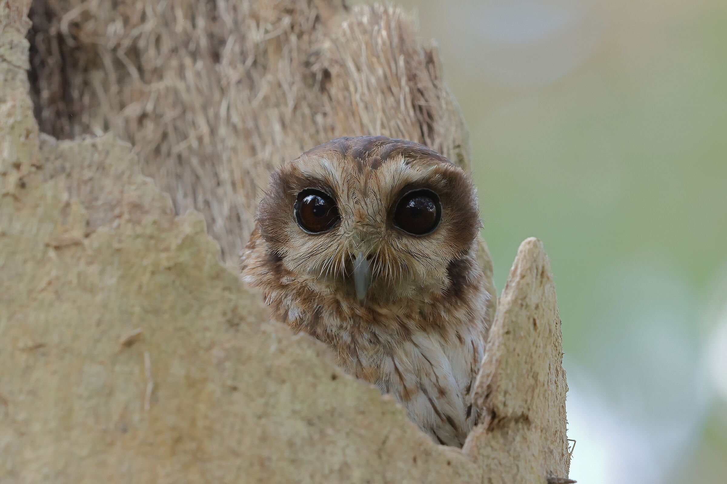 Scops Owl of Cuba