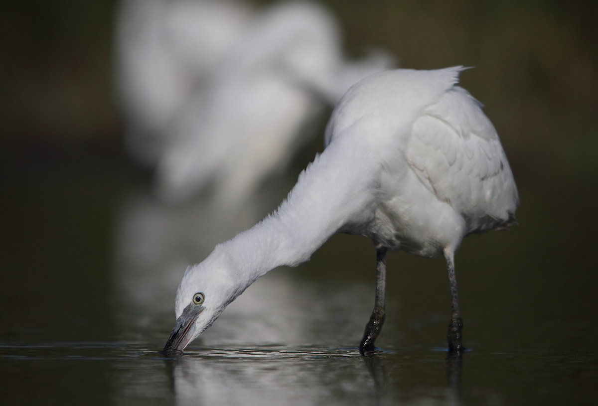egret