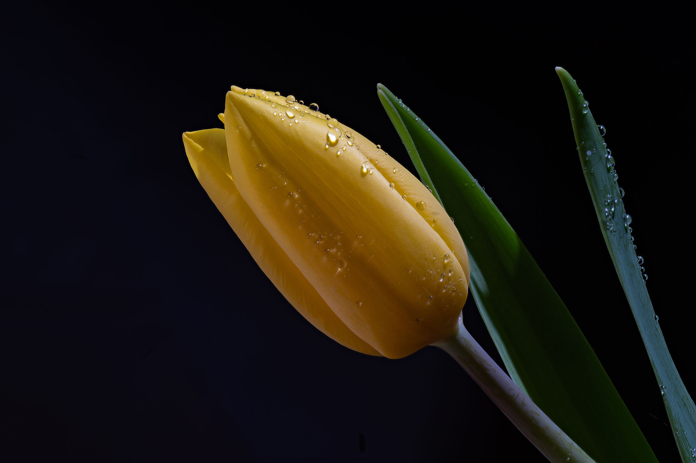 Tulipa
