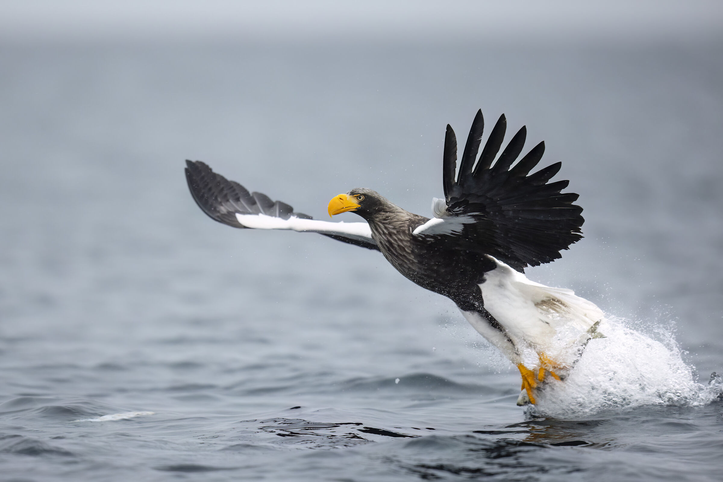 2025 Winter, Hokkai Nature