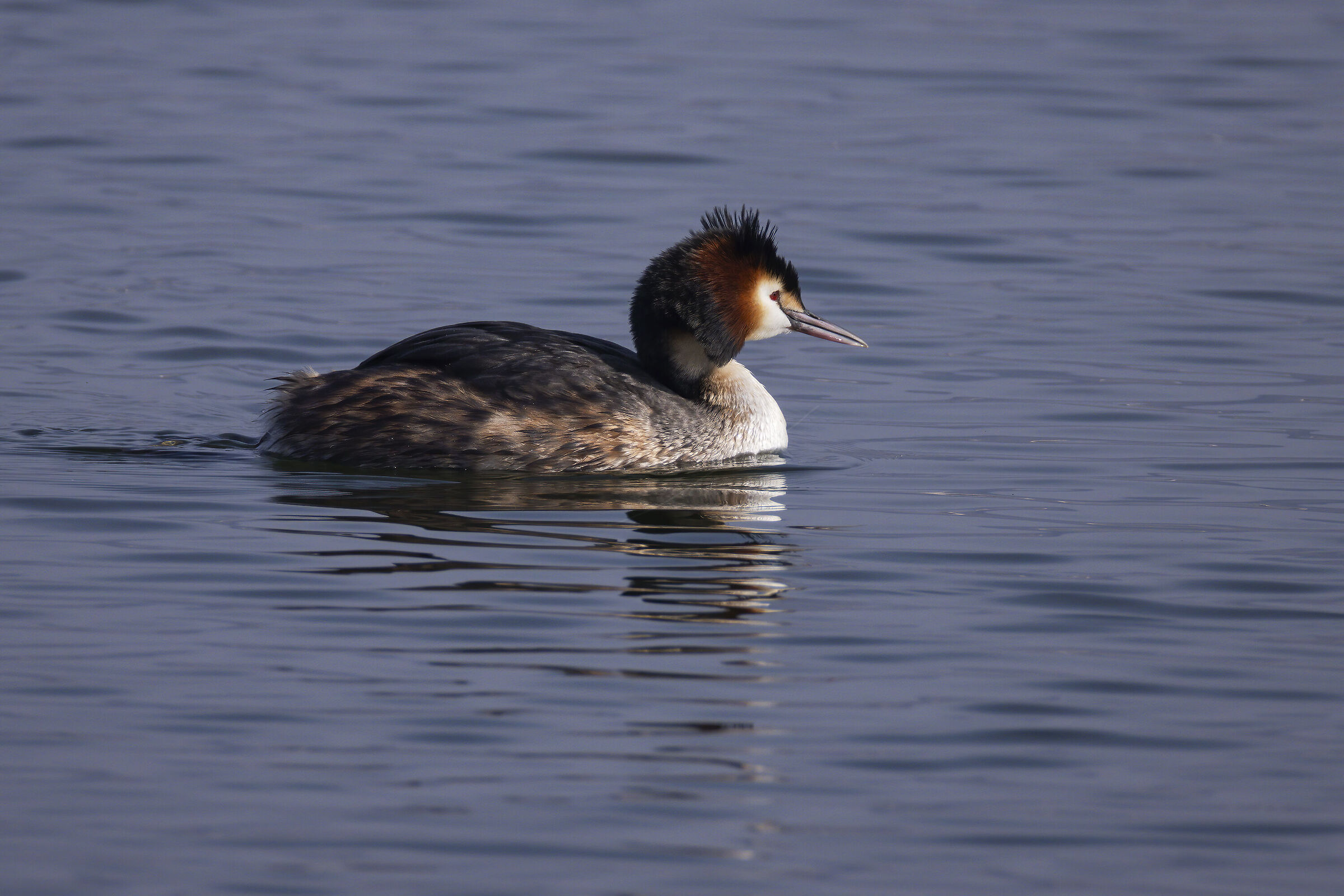 great crested grebe
