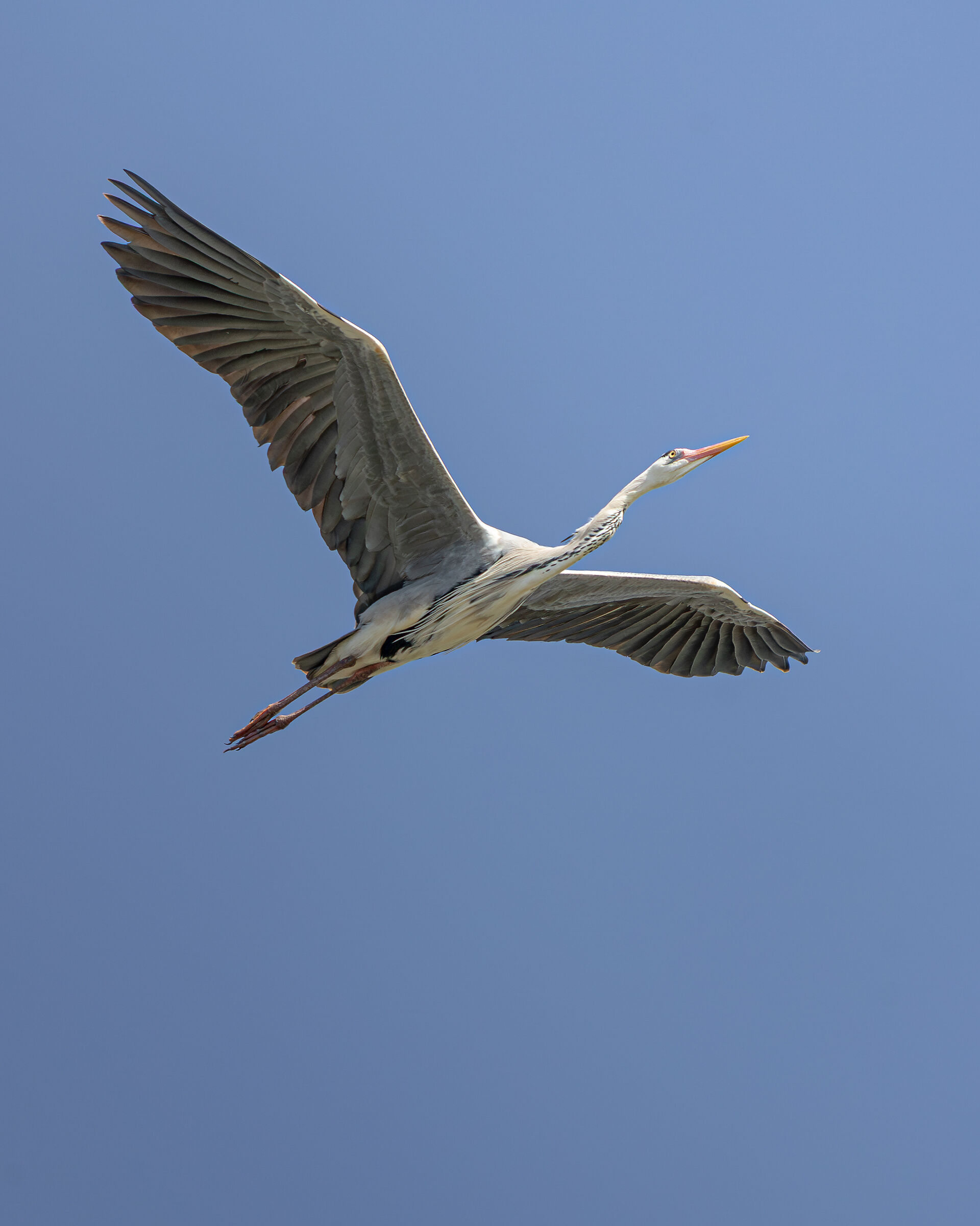 The flight of the ashes