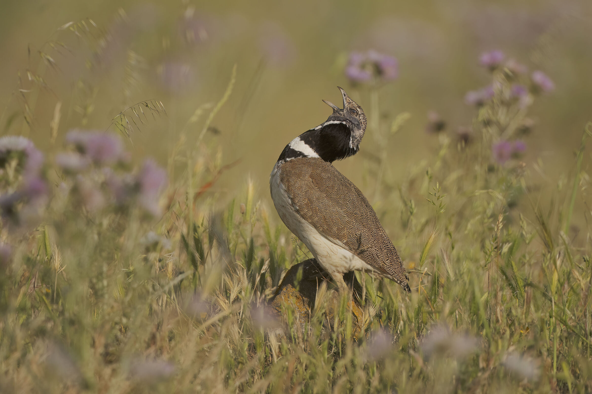 gallo di prataiola in canto