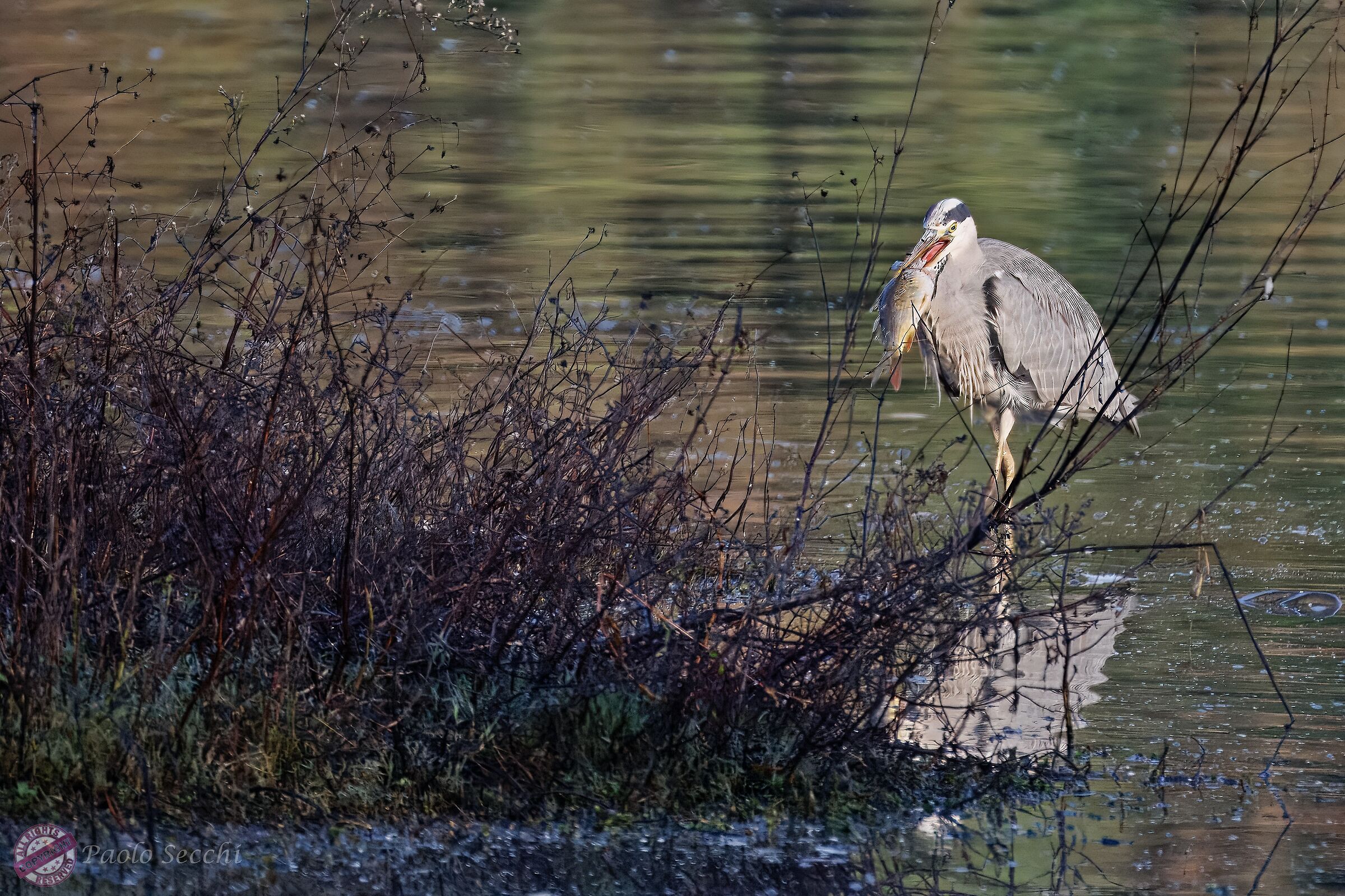"Let's see if now at the bar they will believe me!"