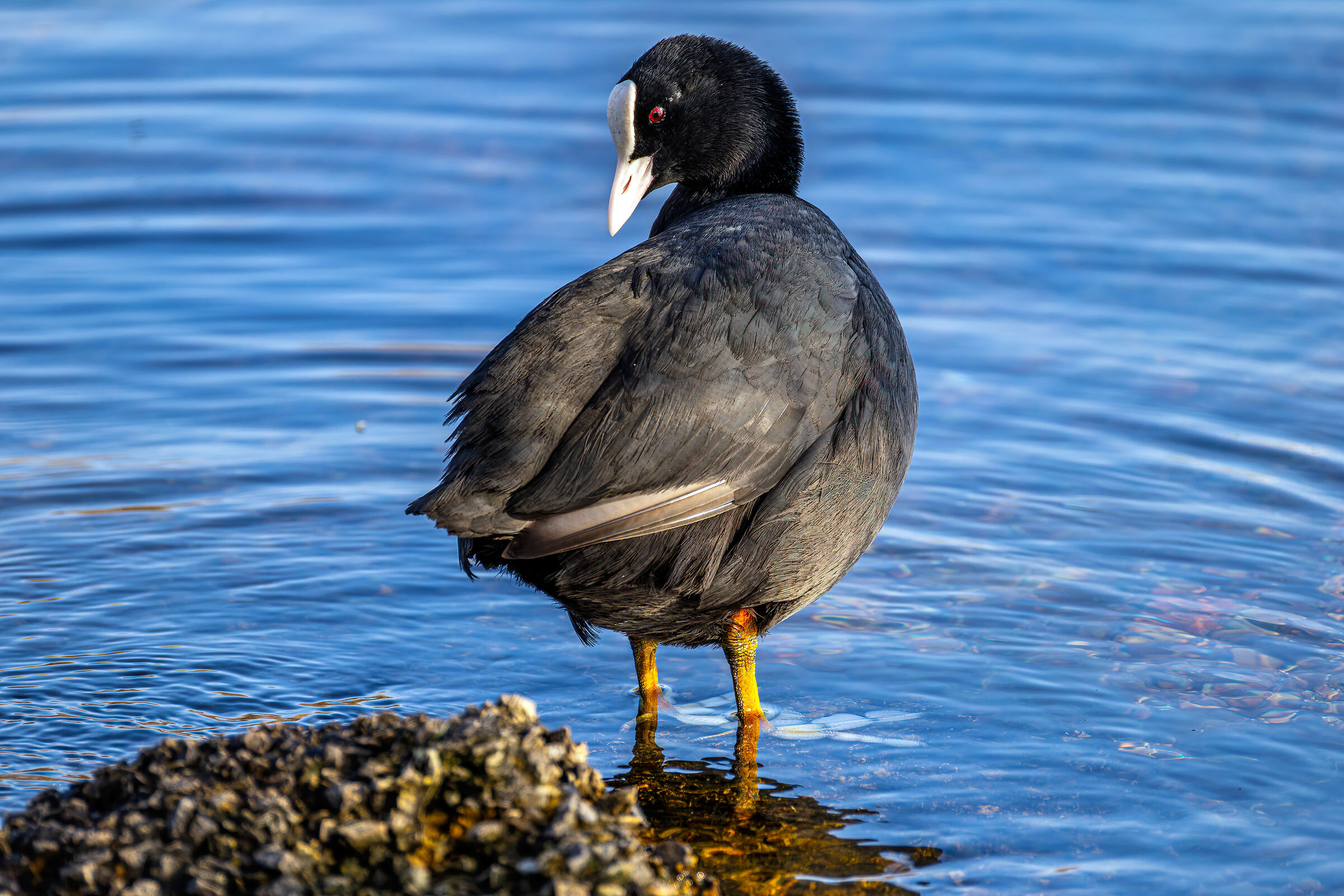 Folaga comune (Fulica atra)