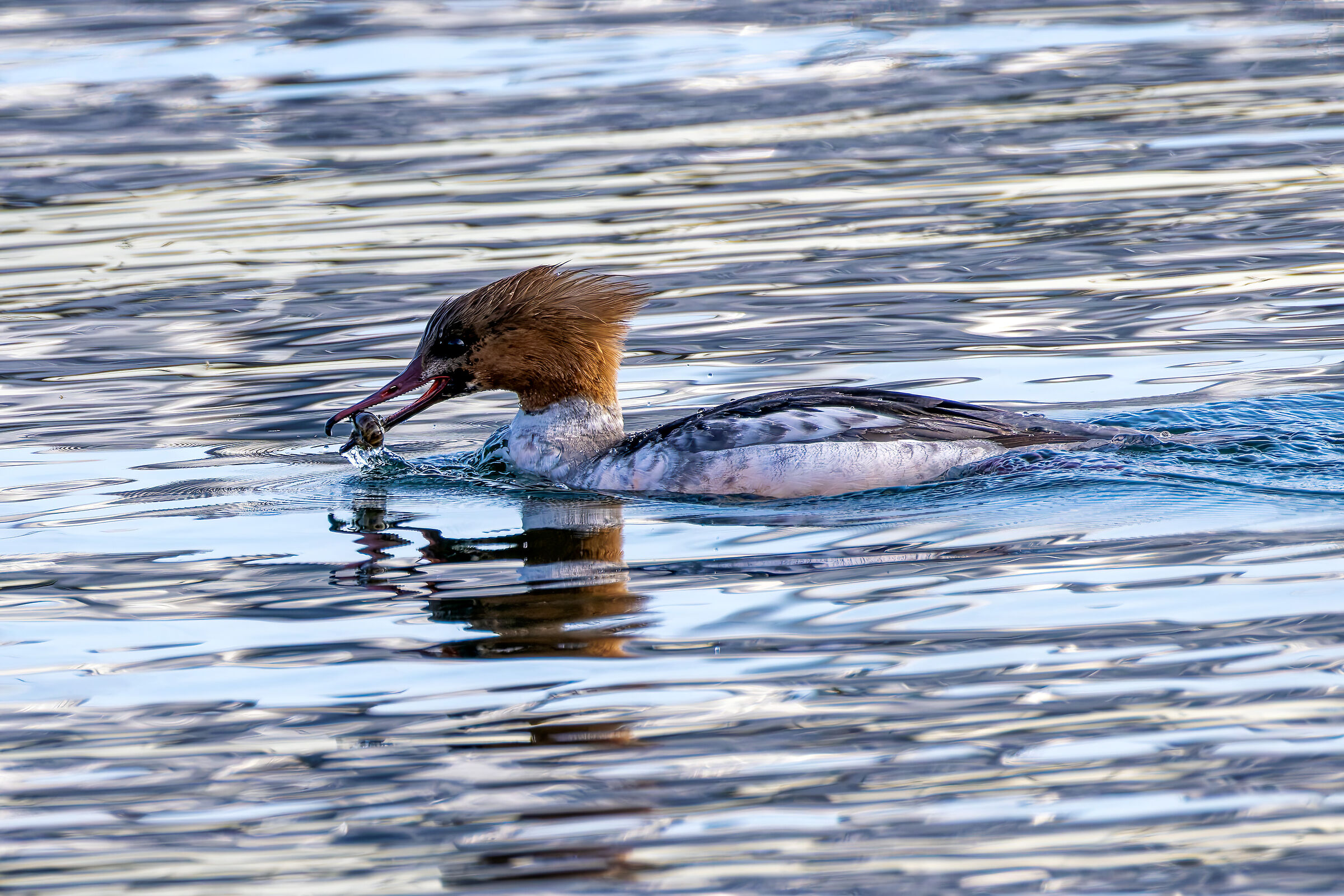 Eurasian Merganser or Common Merganser, (Mergus merganser) w...