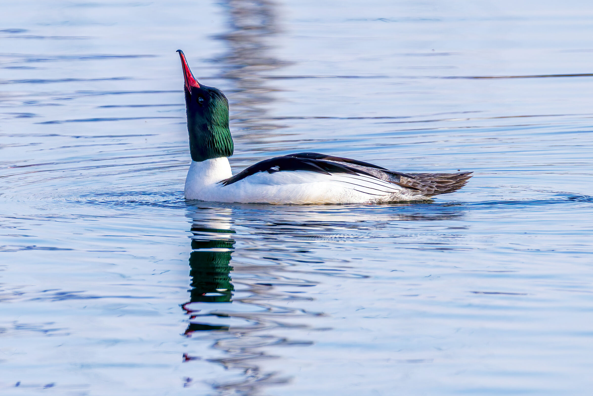 Mergus merganser (Greater Merganser)