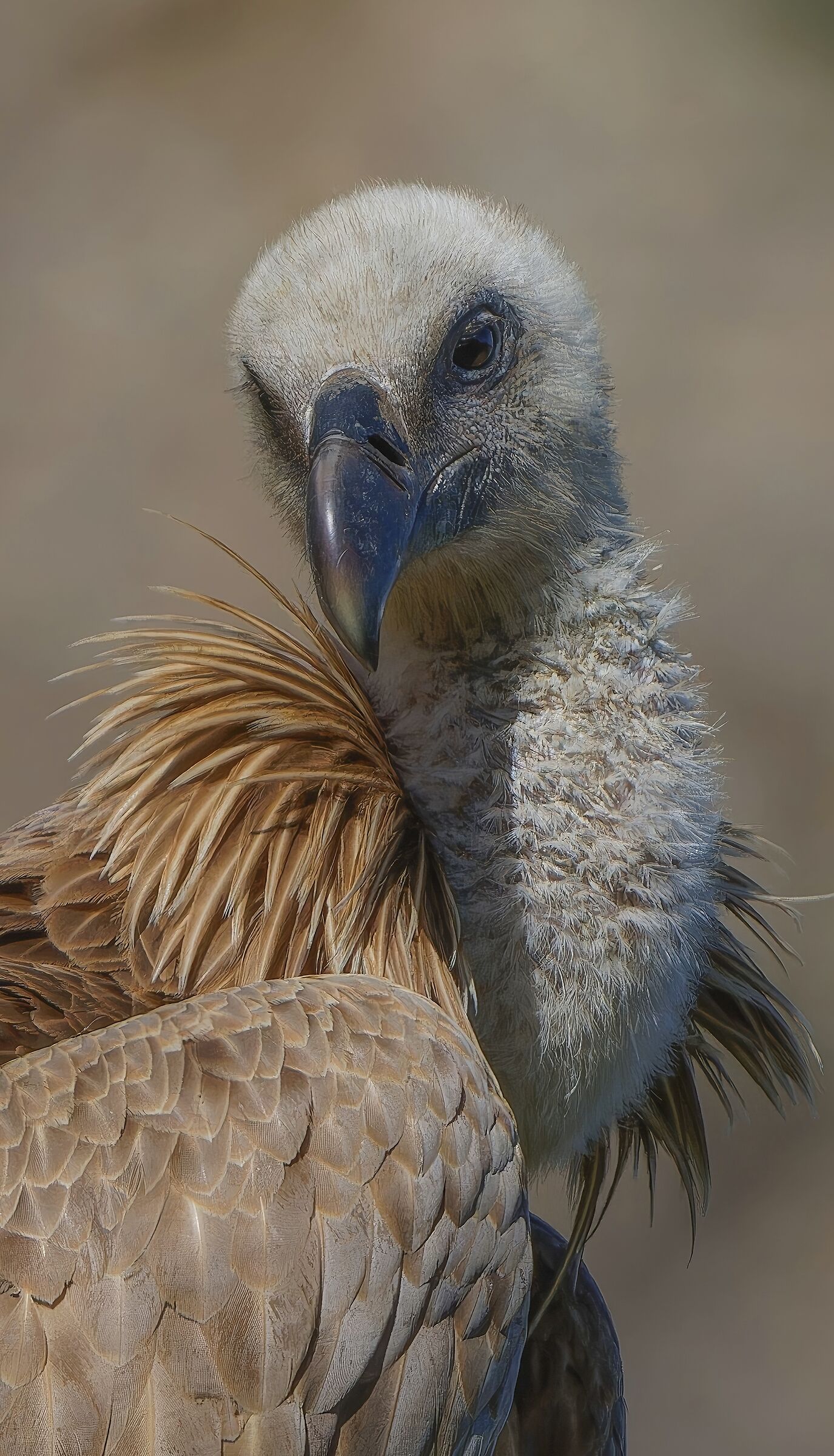 Griffin-portrait