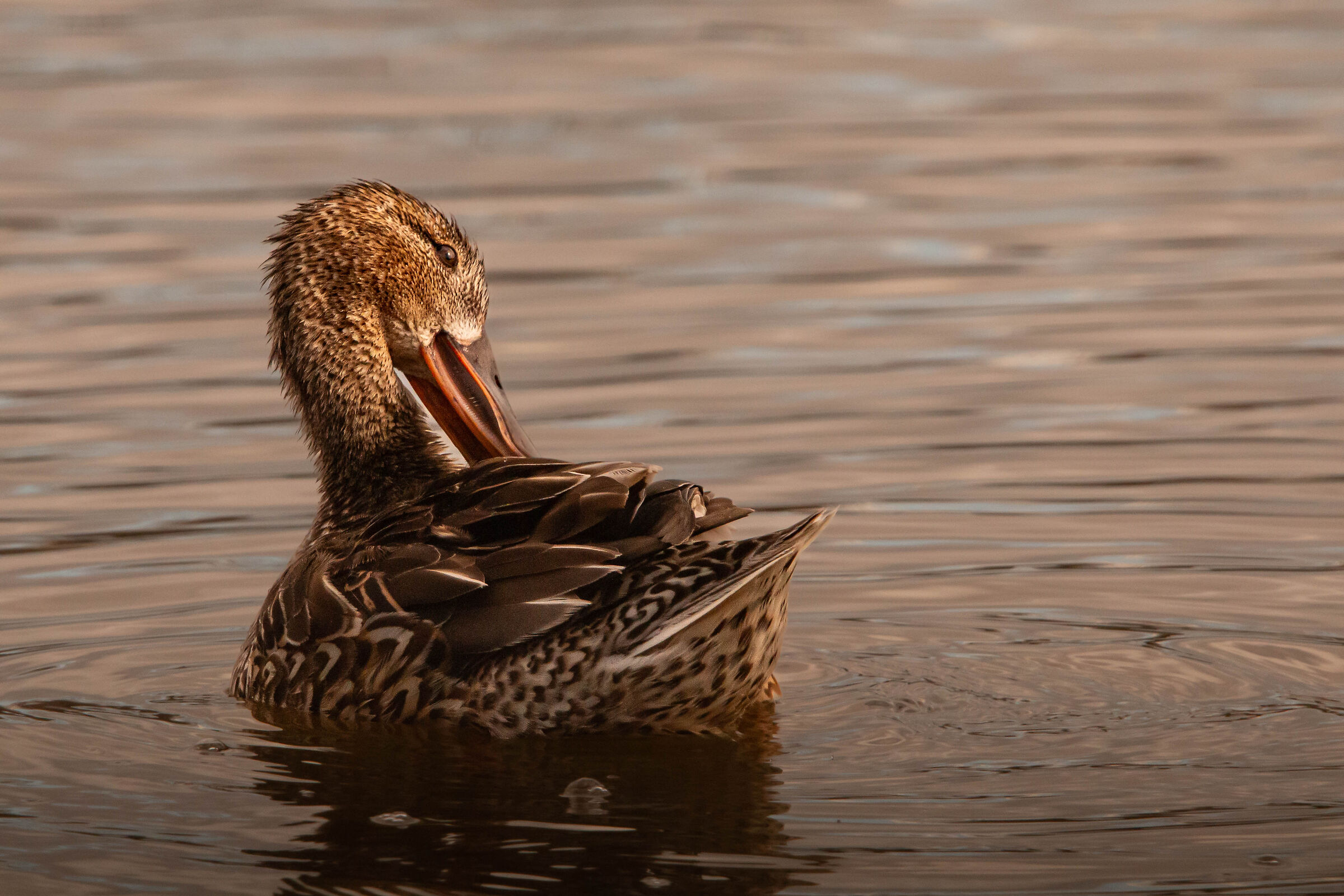 Female Shoveler