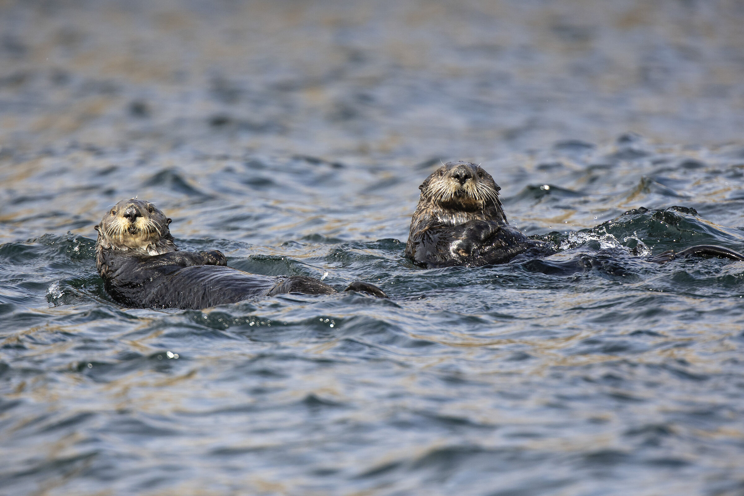 2025 Winter, Hokkaido Nature