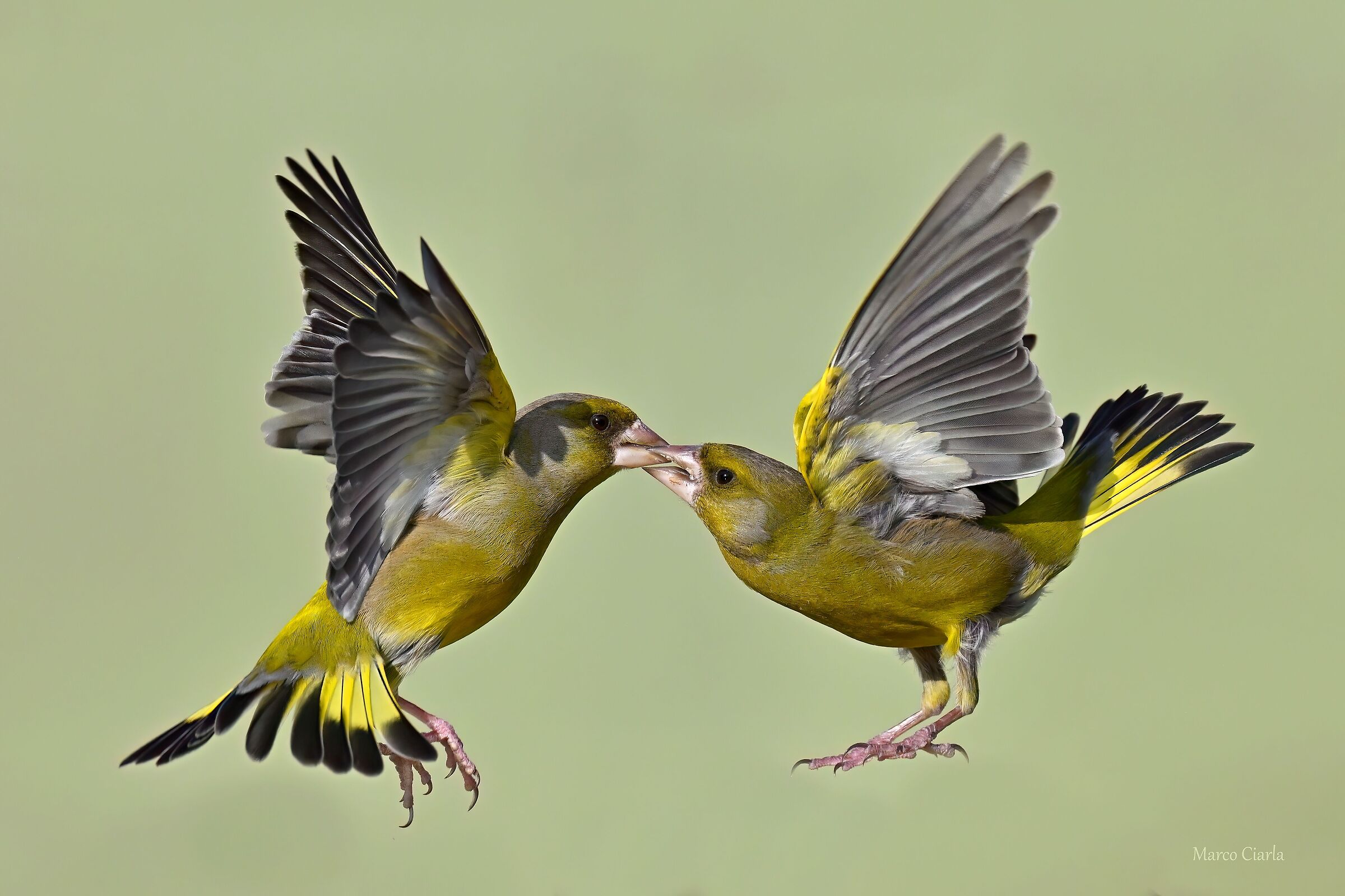 Greenfinches (Chloris chloris )