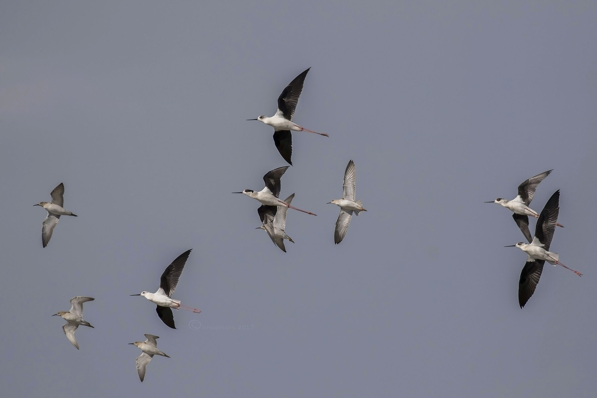 In formazione.... (Cavalieri e Combattenti)