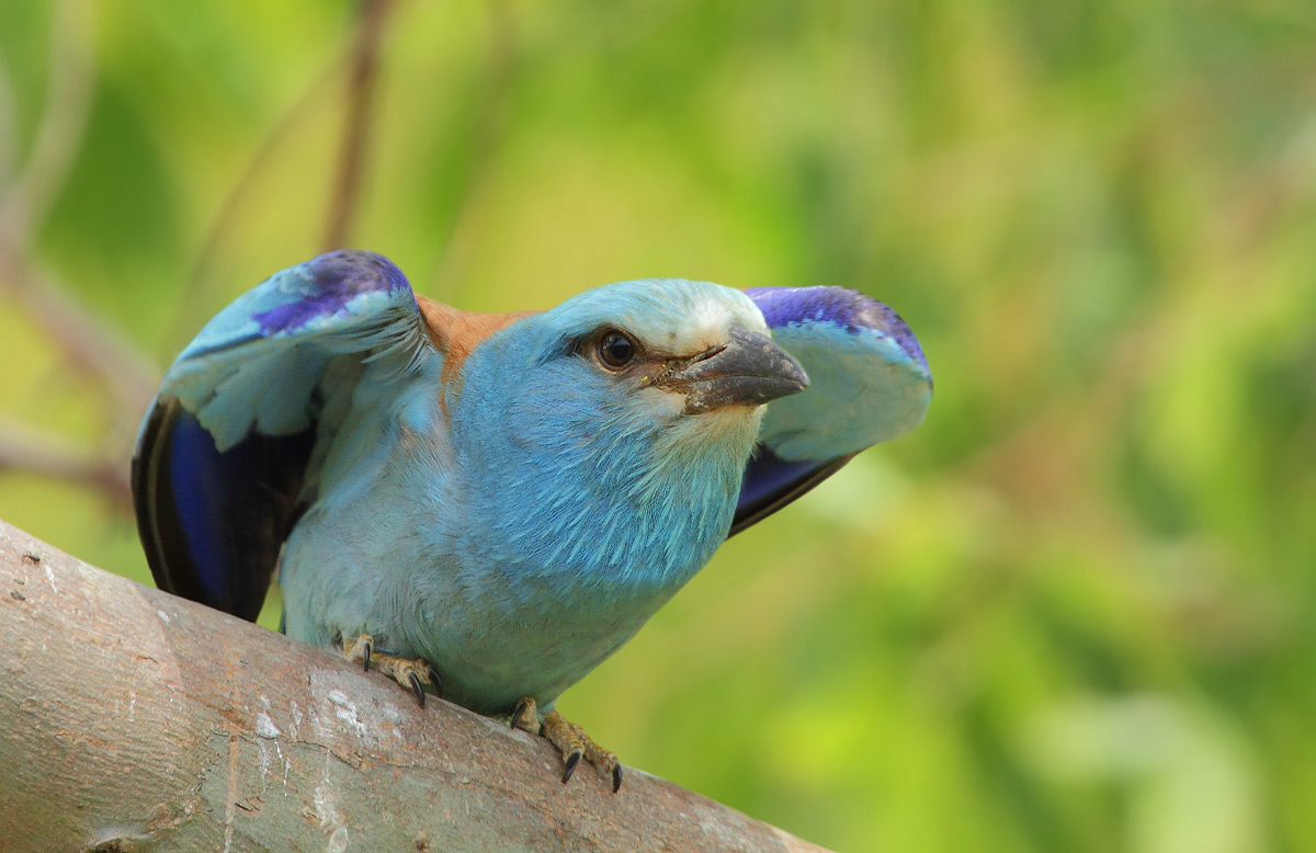 European Roller