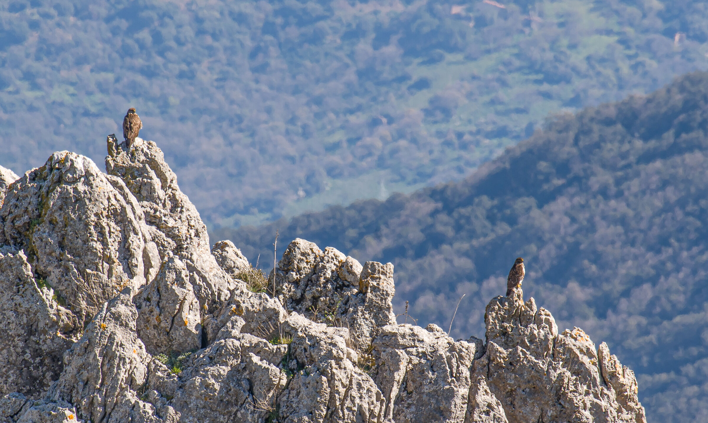 Perched buzzards
