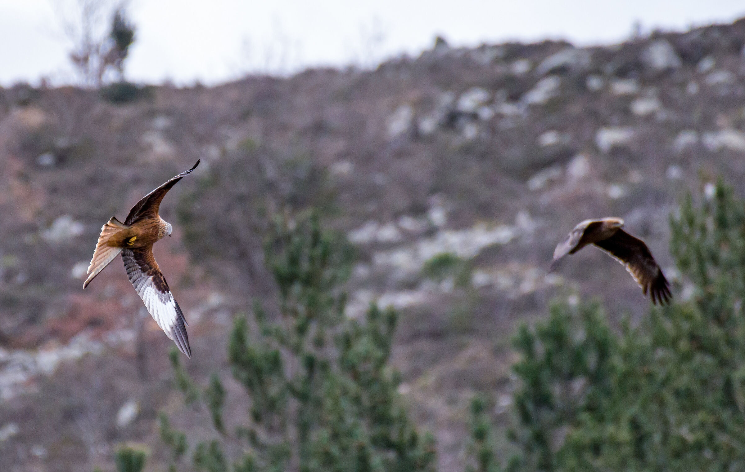 The Red Kite and the Black Kite