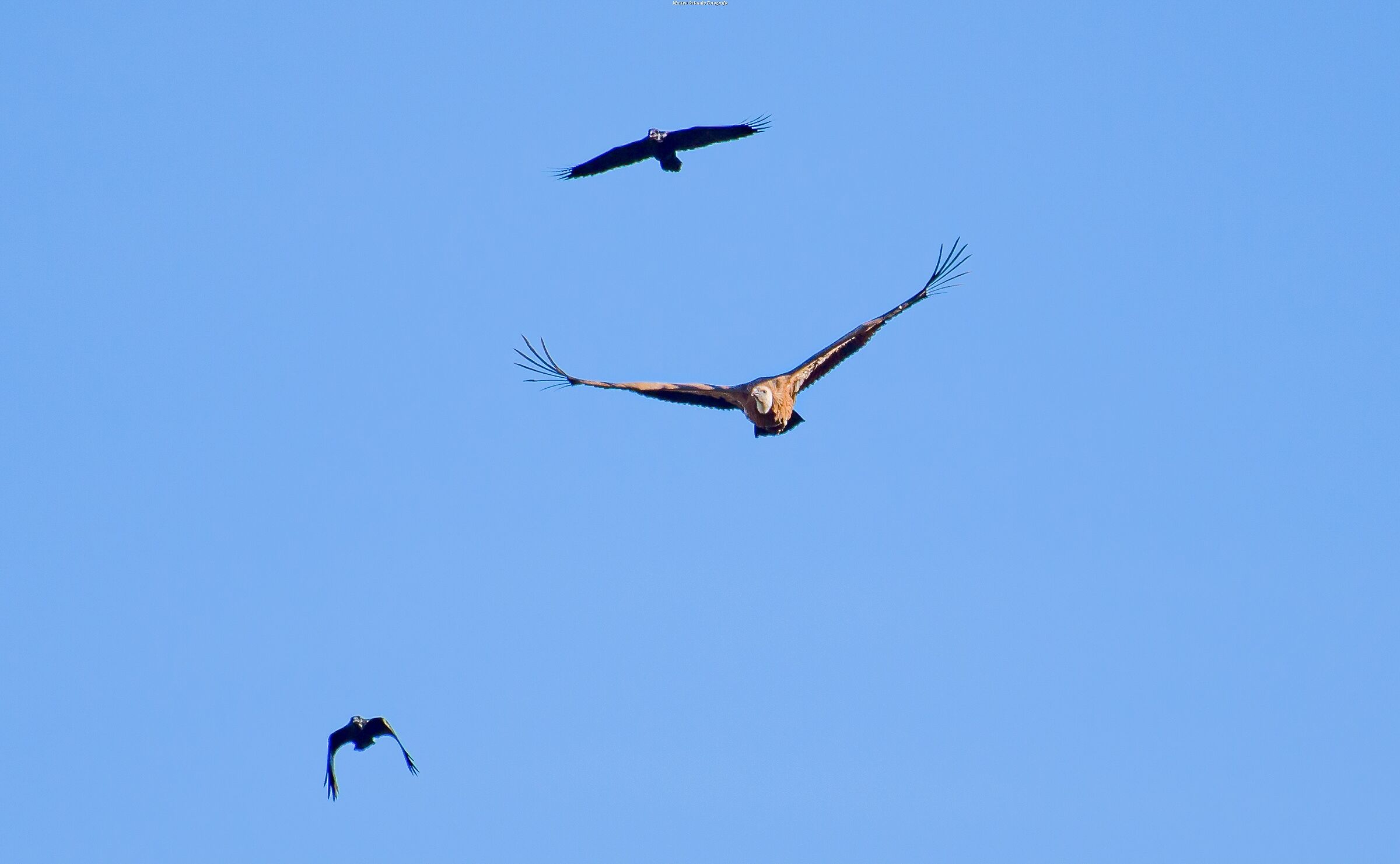 Griffin and ravens