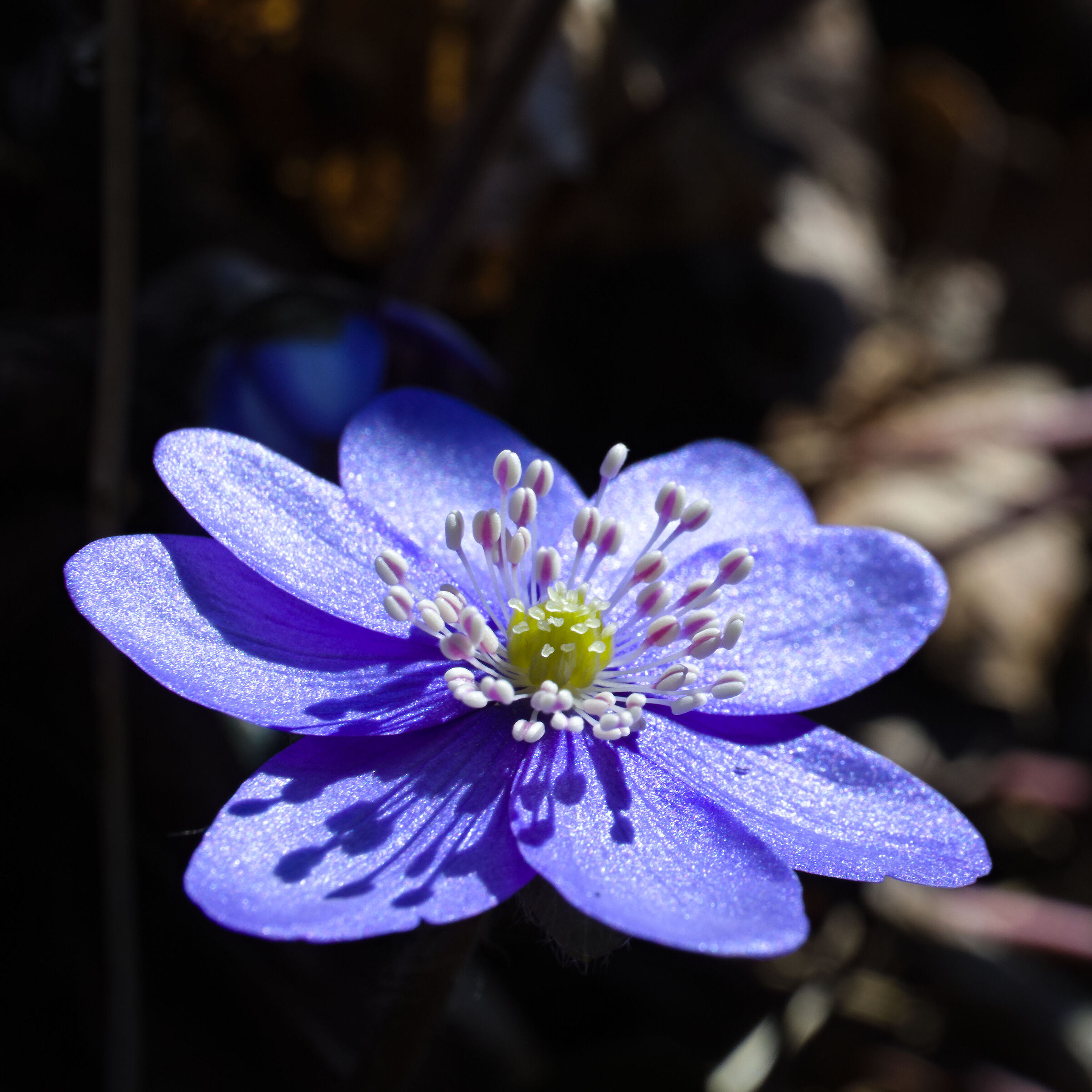 Punto viola