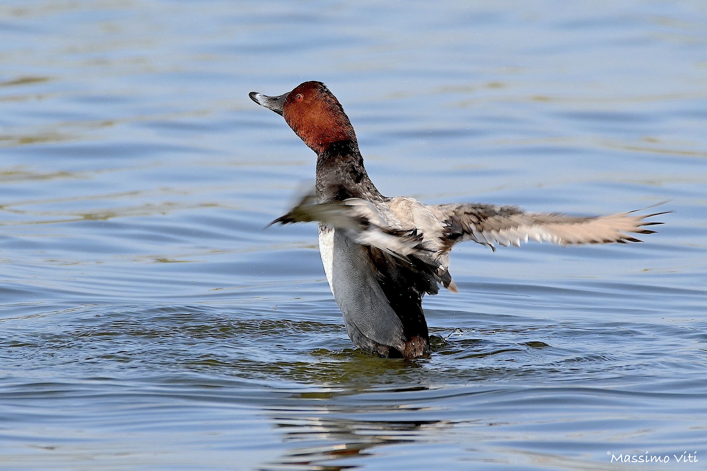 The tightrope walker ... Male Pochard