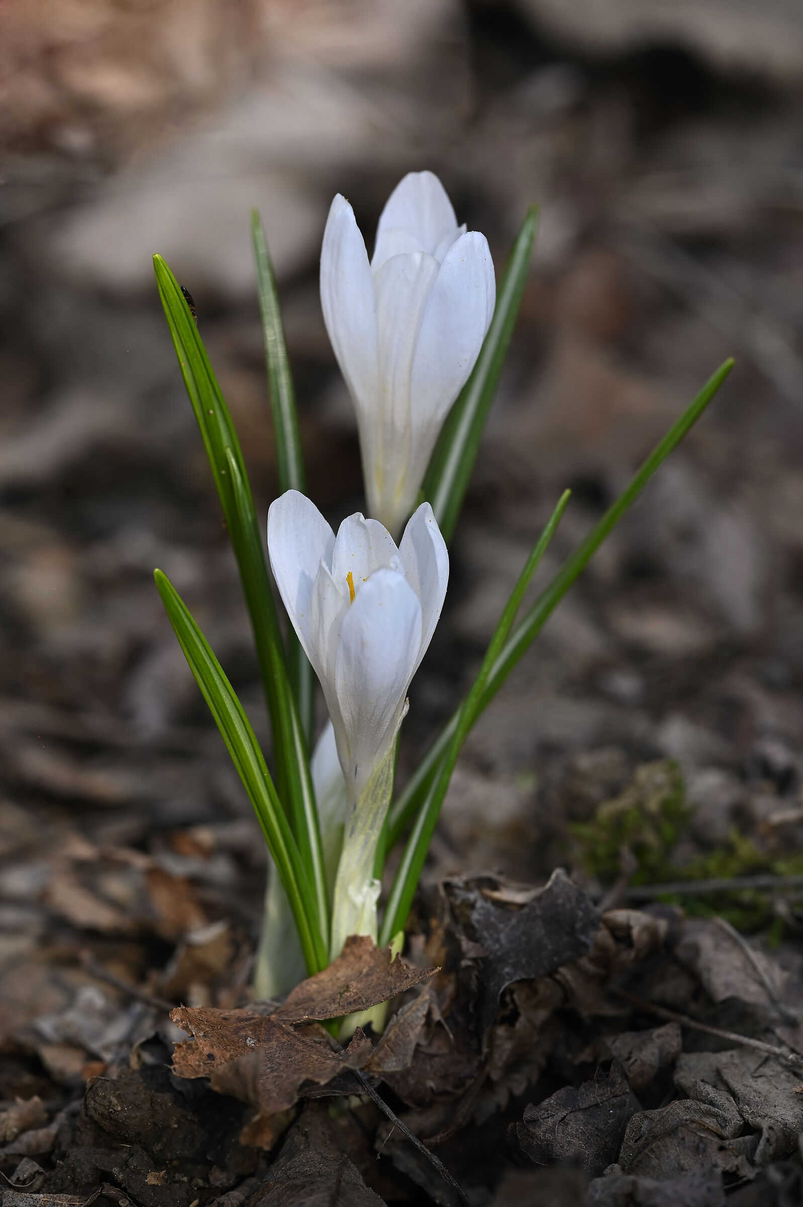 Crocus