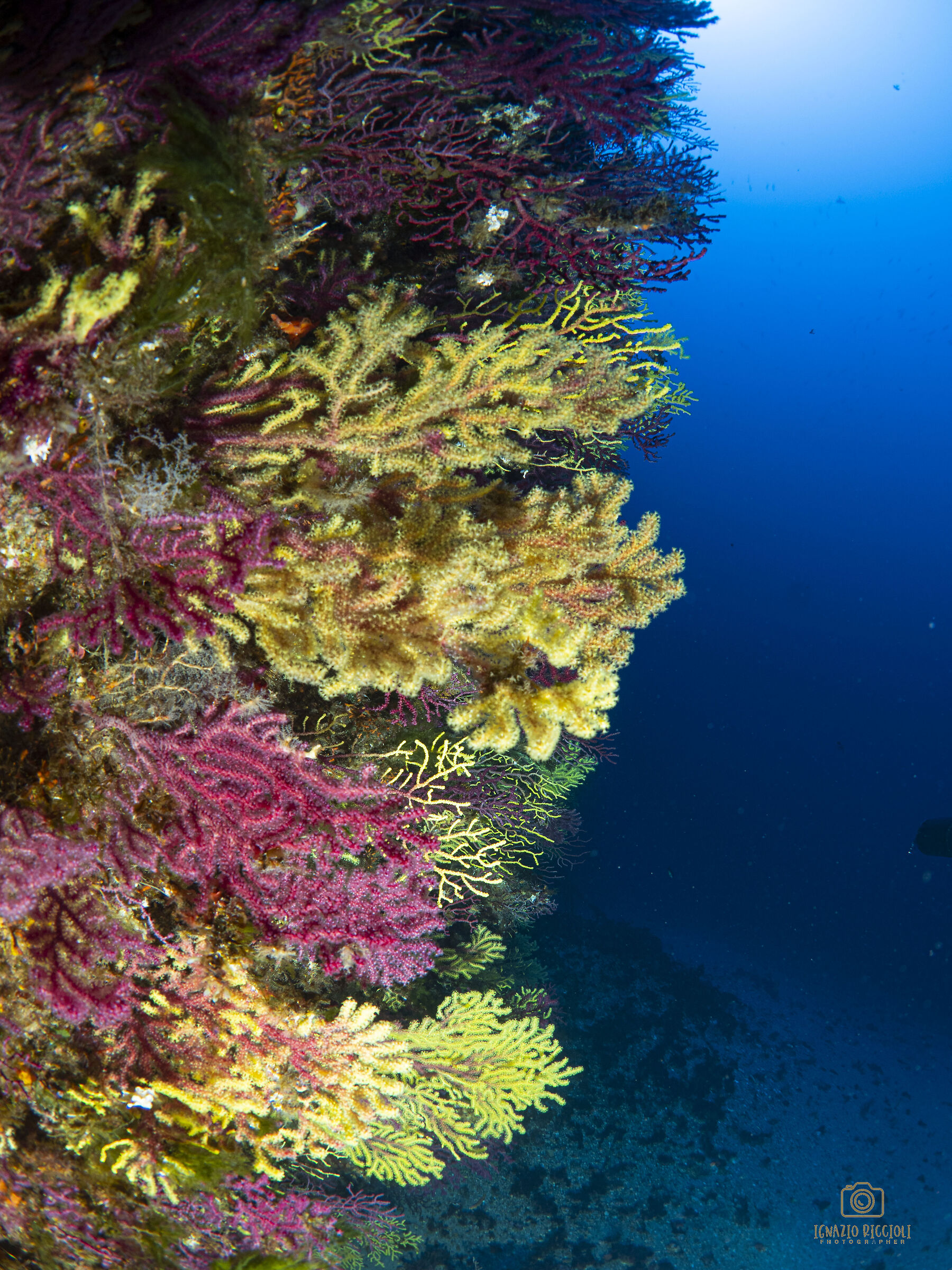 Paramuricea clavata bicolor