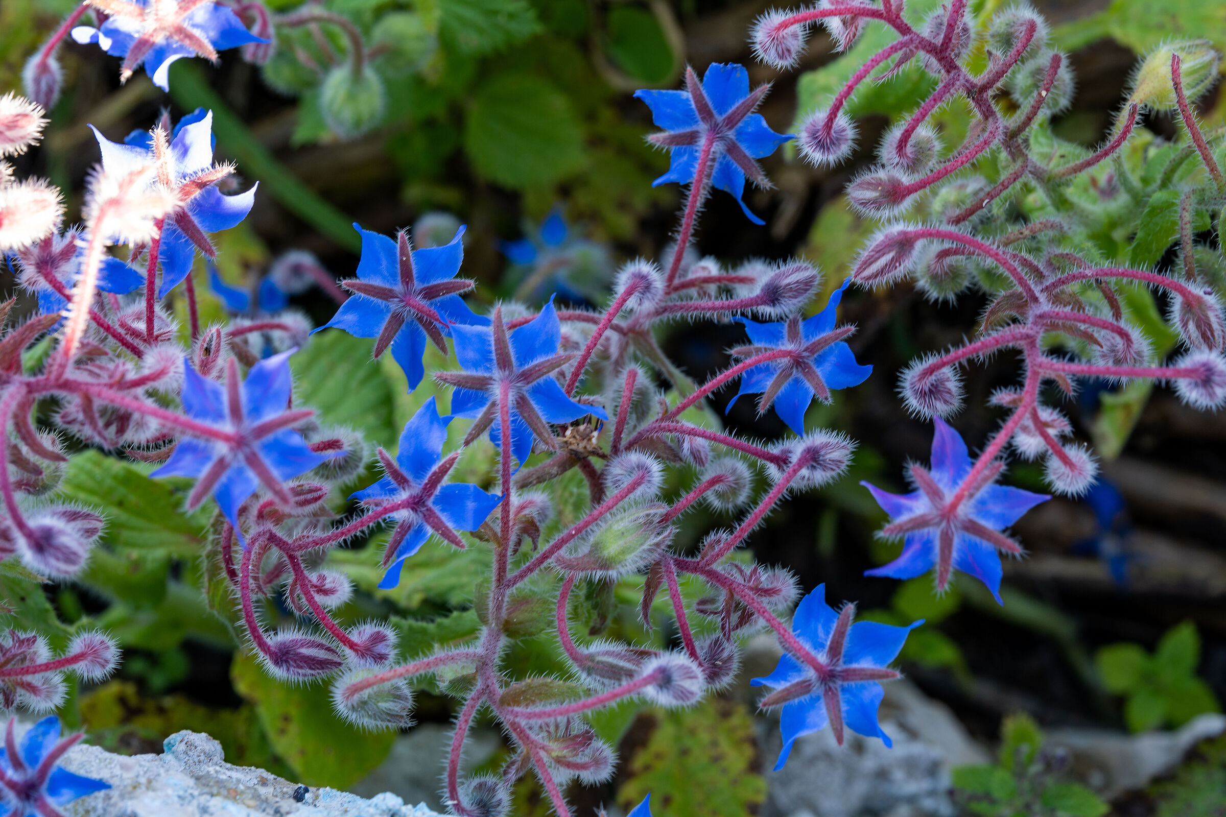 Flowers in the Algarve