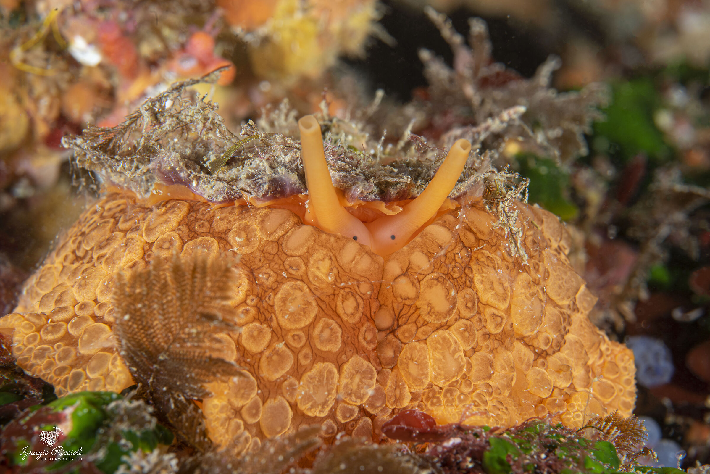 Umbraculum umbraculum